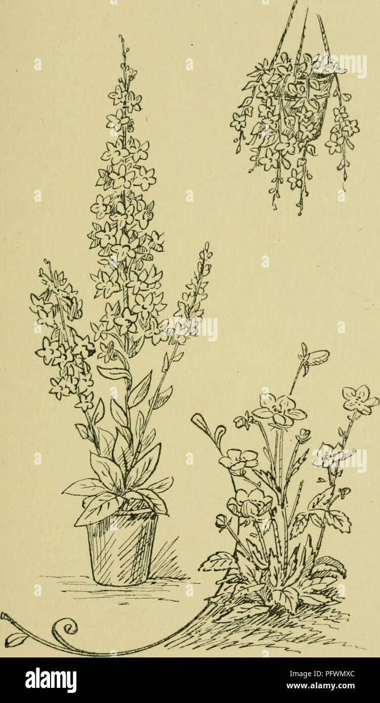 . The culture of pot-plants in rooms, greenhouses, &amp; frames. Plants, Potted; Container gardening. HERBACEOUS FLOWERING PLANTS IN POTS 37. Fig. 15.—Three Campanulas : C. isophylla (in Hanging Basket) C. pyra»iidalis (left) ; and C. carpatica (right).. Please note that these images are extracted from scanned page images that may have been digitally enhanced for readability - coloration and appearance of these illustrations may not perfectly resemble the original work.. Davidson, Hugh Coleman, b. 1852. London, C. Lockwood Stock Photo