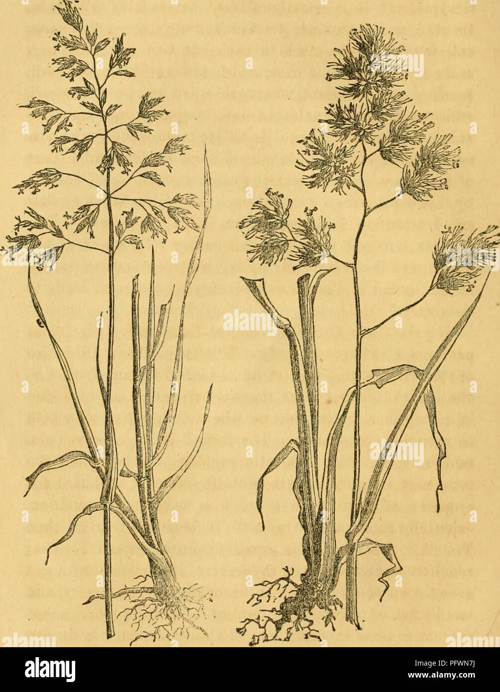 . Culture of the grasses. Grasses. CULTURE OP THE GRASSES.. Fig. 1. June Grass. Fig. 2. Orchard Grass. tiiree or four quarts of seed being used to the acre. Ifi spring the seeds germinate, when the sprouts are exceedingly fine and delicate. Stock is not allowed on it the first year. The Meadow Foxtail is also an excellent pasture grass. It somewhat resembles Timothy, but is earlier, has a softer spike, and thrives on all soils except the dryest. Its growth. Please note that these images are extracted from scanned page images that may have been digitally enhanced for readability - coloration an Stock Photo