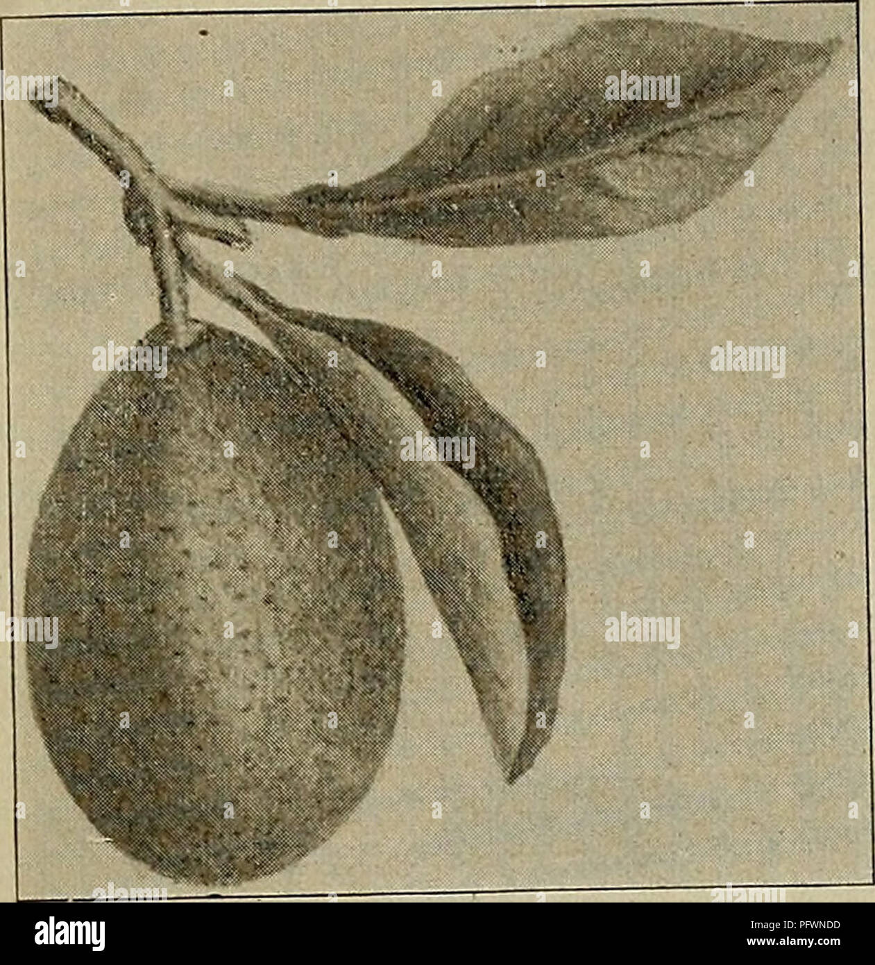 . Culture of the citrus in California. Citrus fruits; Fruit-culture. THE. ORANGE IN CALIFORNIA—VARIETIES. 69. Olive-Shaped Kumquat—natural size. Kumquat Type. Citrus aurantium, var. Japon- ica, Thunberg. Olive-Shaped.—Fruit very small,olive-shaped,rind thick, yellow, smooth, sweet scented, very little pulp, contains many seeds. Tree dwarf (a bush), four to six feet; a very prolific bearer. The fruit is edible whole; the rind has a pleas- ant aroma. Valuable for pre- serves and marmalades.. Please note that these images are extracted from scanned page images that may have been digitally enhance Stock Photo