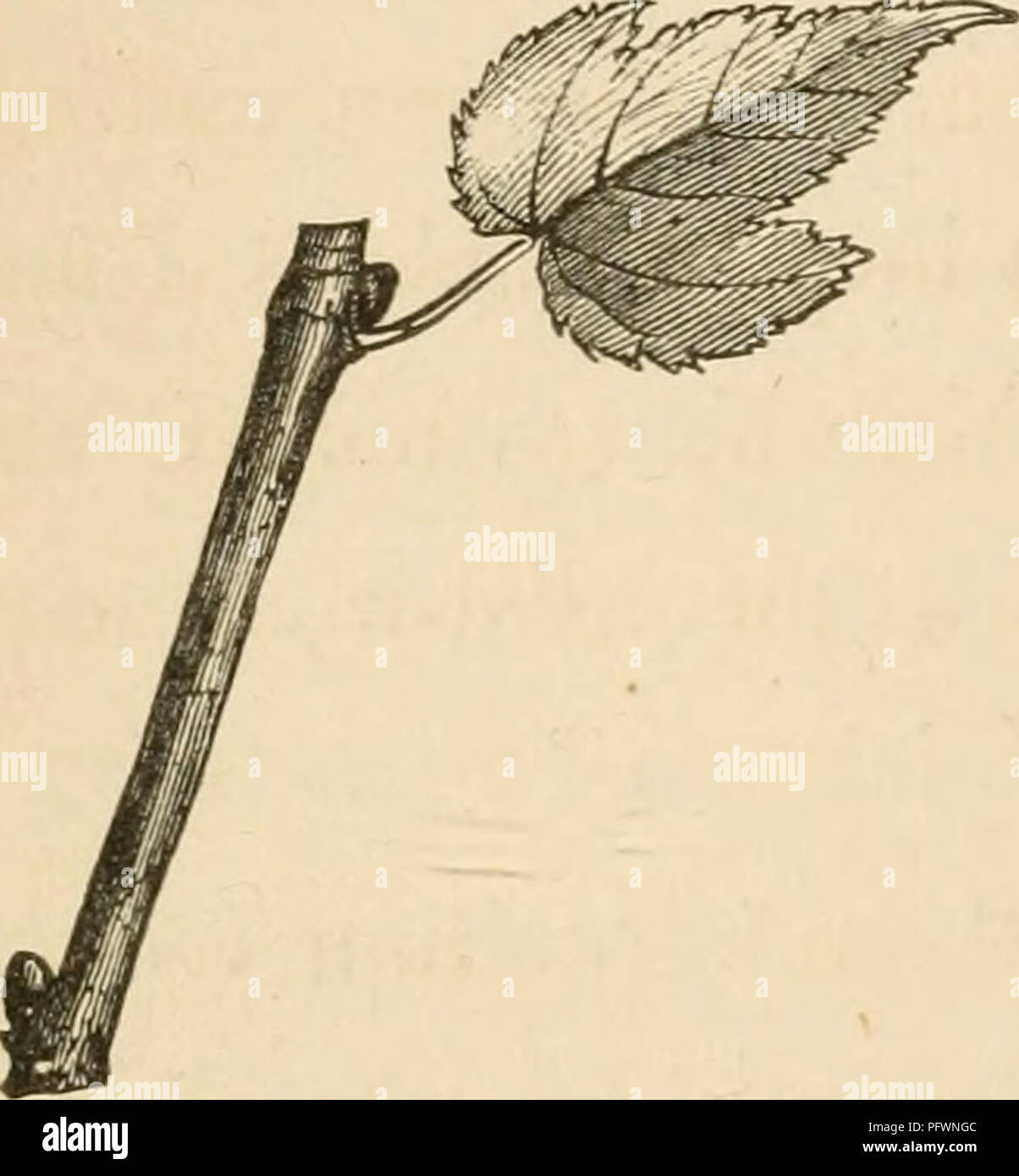 . Culture of the grape. Viticulture. 66 CULTURE OF THE GRAPE.. Fig. 11. and healthy plants. To secure this end, let the stock- vines be potted in December in a rich soil, and started very gradually. About the middle of February, the first crop of cuttings will be ready. These are taken off precisely like the soft cuttings of the rose or verbena. The appearance of the cutting when prepared is seen in fig. 11, the lower end being cut just below an eye. This is not essential, as roots are developed at any part of the stem. A plant can be obtained from every eye, if carefully managed; though it is Stock Photo