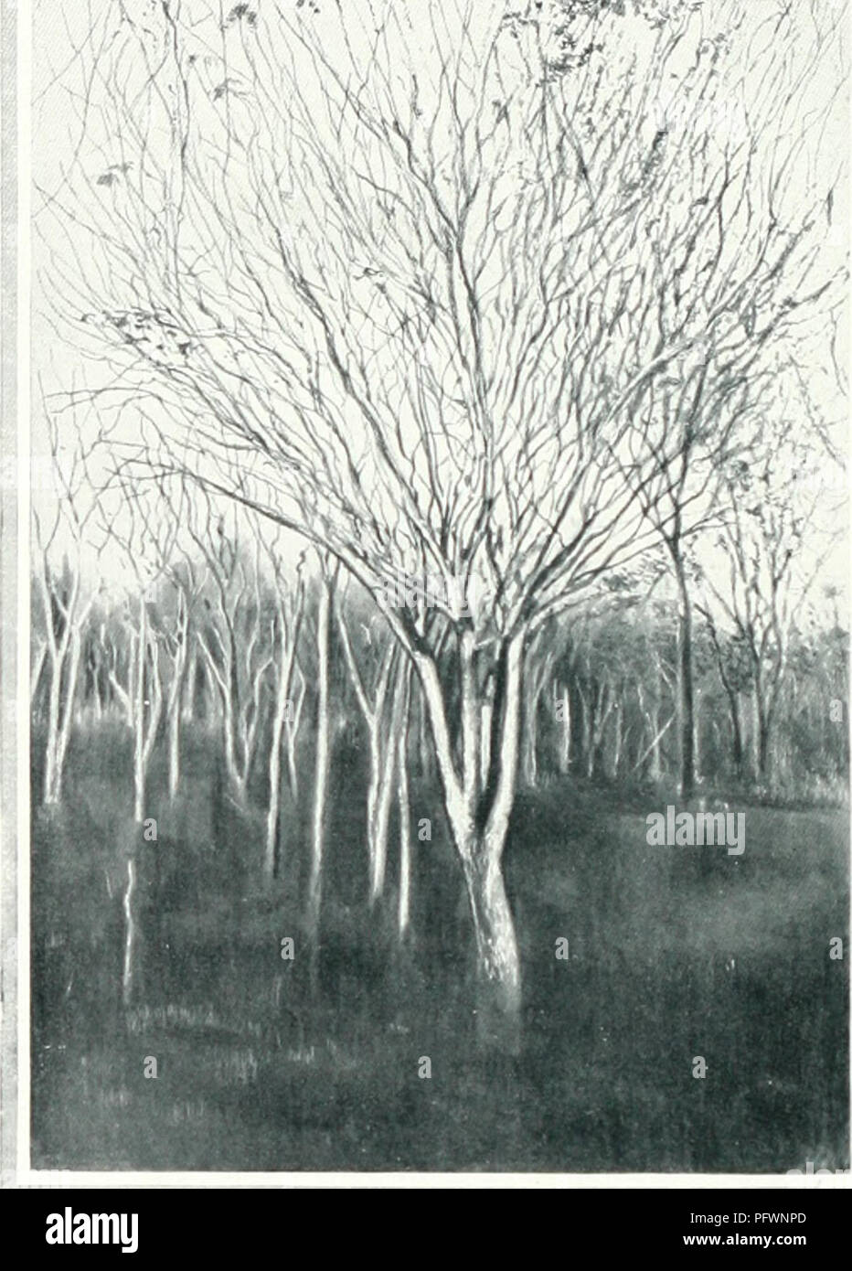 . Culture et exploitation du caoutchouc au Brsil : rapport prsent M. le Ministre de l'Agriculture, Industrie et Commerce des tats-Unis du Brsil. Rubber plants -- Brazil; Rubber industry and trade -- Brazil. Fi g. 90. MACHADO PORTELLA. — Plantation de Maniçobas de Jéquie.. Please note that these images are extracted from scanned page images that may have been digitally enhanced for readability - coloration and appearance of these illustrations may not perfectly resemble the original work.. Labroy, O; Brazil. Ministrio da Agricultura; Cayla, V. Paris : Socit Gnrale d'Impression Stock Photo