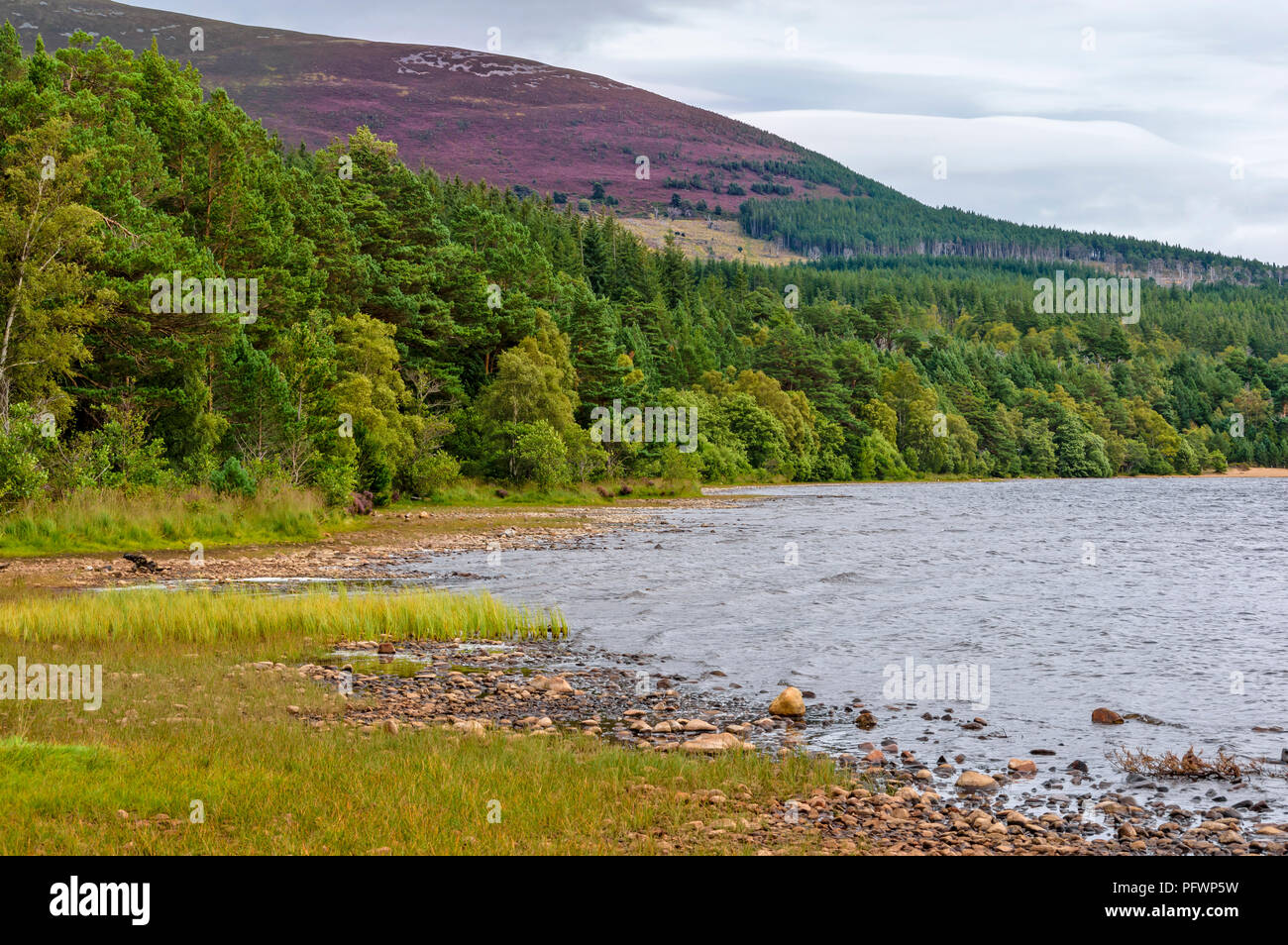 LOCH MORLICH NEAR AVIEMORE SCOTLAND THE SHORELINE WITH TREES AND REEDS PURPLE HEATHER ON THE HILL Stock Photo