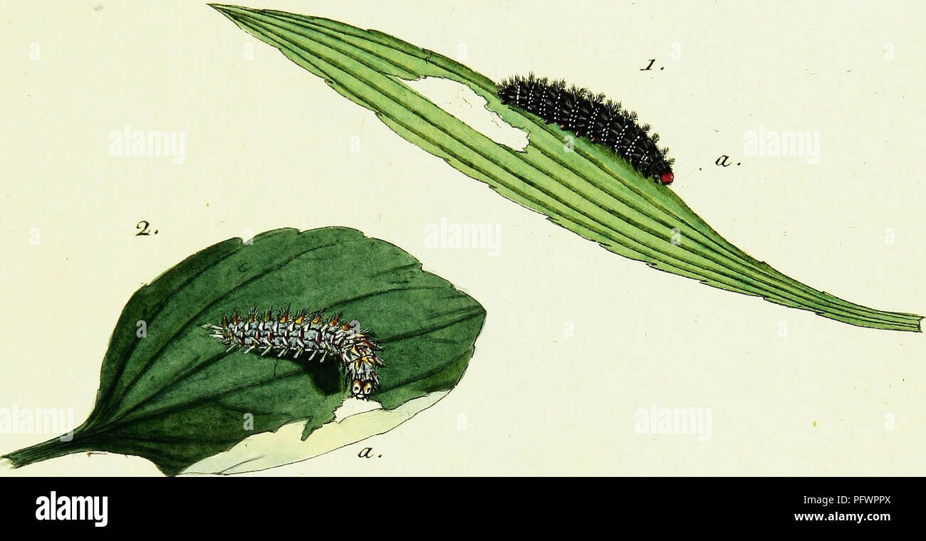 Detailed study of various insect life stages hi-res stock photography ...