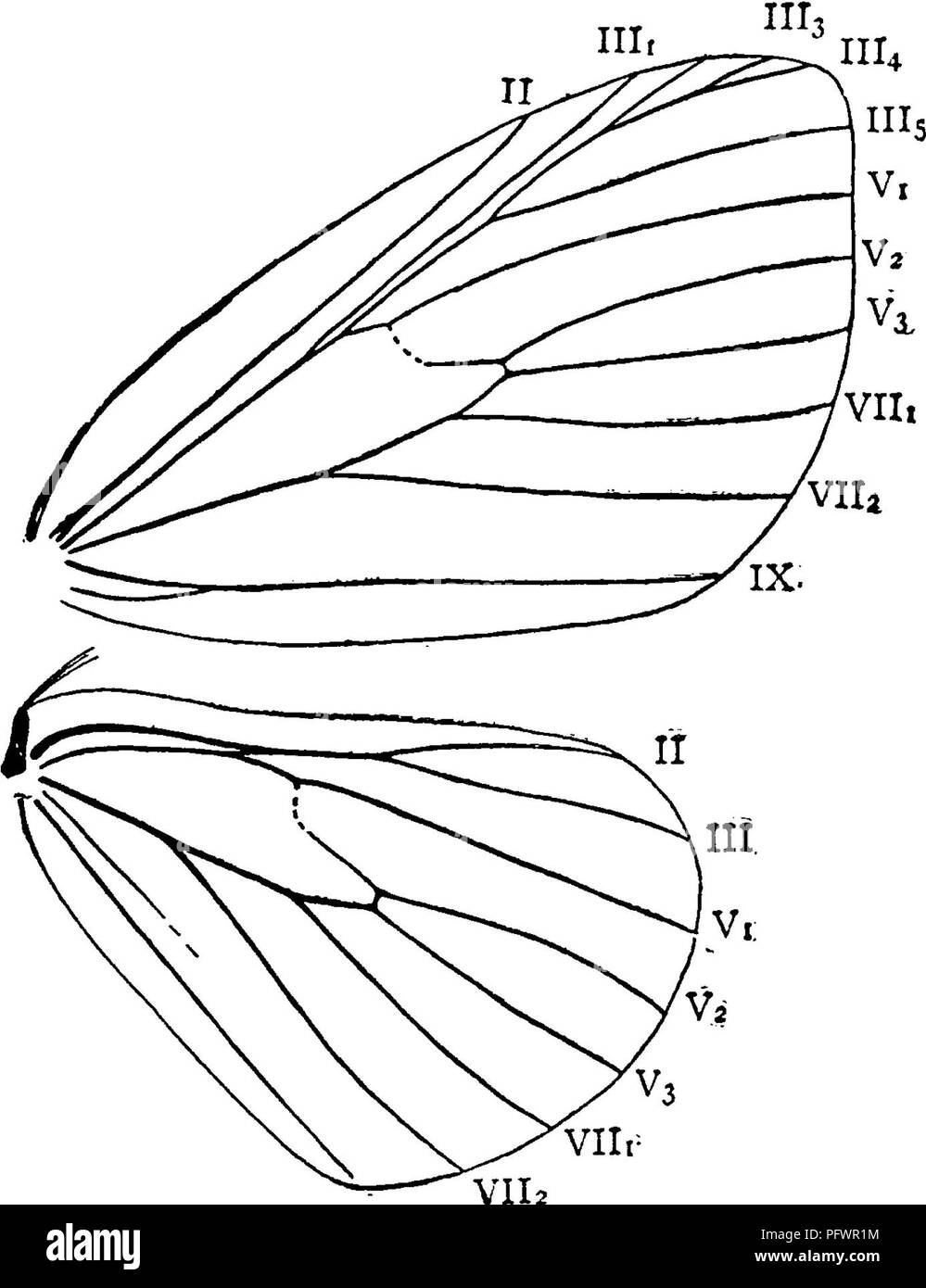 . A manual for the study of insects. Insects. LEPIDOPTERA. 289 Drepanidae. As in the Drepanidc'E vein VII appears to be four-branched, and the course of vein II of the hind wings is similar in the two families, except that in the Auzatidse this vein anastomoses with vein III beyond the discal cell; but the extent of this anastomosis varies greatly in different indi- viduals of our species. In the Auzatidae the apex of the fore wings is not sickle-shaped ; and the branches of radius of the fore wings coalesce as in the Geometridae, veins III3 and III^ coal- Fig. -^^^.—Wmgsoi EtideUinea herminia Stock Photo