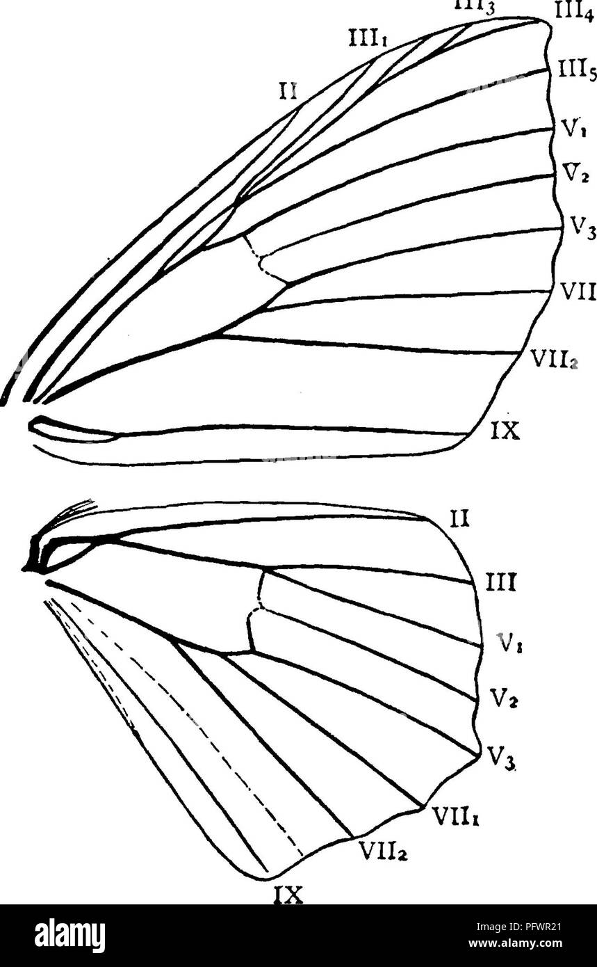 Lifecycle of moths Black and White Stock Photos & Images - Alamy