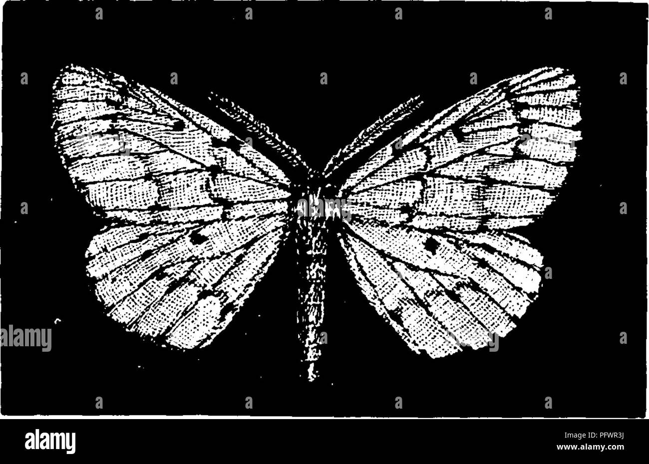 . A manual for the study of insects. Insects. Fig. 329.—Diastictis rihearia. when full grown. It spins a rather dense, spindle-shaped cocoon within a cluster of leaves. The moth (Fig. 328) is ochre-yellow with a reddish tinge. The wings are shaded towards the outer margin with brown, and are thickly spotted with small brown dots. The Currant Span-worm, Diastictis ribearia (Di-as-tic^tis rib-e-a'ri-a).—There are several species of insects that are popularly known as currant- worms. The most common of these are larvae of saw- flies, which can be easily recognized by the large number of prolegs w Stock Photo