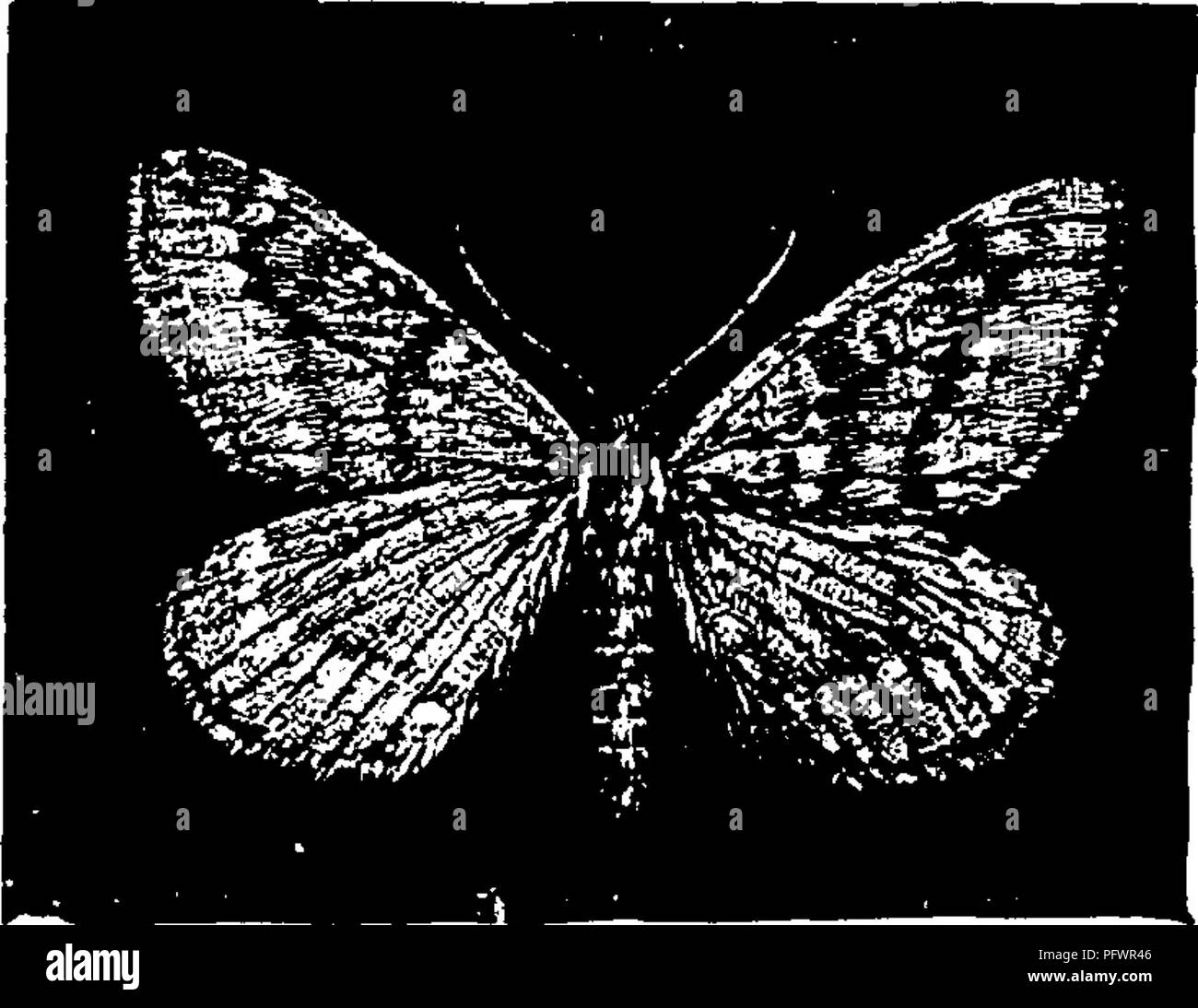 . A manual for the study of insects. Insects. 2/6 THE STUDY OF INSECTS, no prolegs on the fifth abdominal segment. The pupa state is passed below the surface of the ground in a simple earthen cell, which is lined with very few silken threads. The adult moths usually emerge early in the spring before the leaves expand ; but they sometimes appear late in the fall, or on warm days during the winter when the ground is thawed. In both sexes the adult of this species is distinguished by the presence of two transverse rows of stiff reddish spines, pointing backwards, on each of the first seven abdomi Stock Photo