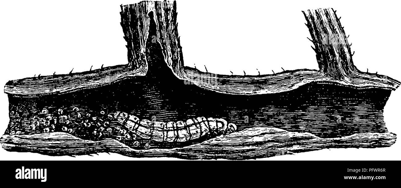 . A manual for the study of insects. Insects. 262 THE STUDY OF INSECTS. The Squash-vine Borer, Melittia ceto (Me-lit'ti-a ce'to).— The larva of this species (Fig. 307) does great damage by eating the interior of squasii-vines. In some places it is. Fig. 307.—Melittia ceio^ larva in squash-vine. almost impossible to raise squashes on account of its rav- ages. The fore wings of the adult are covered with scales, and the hind legs are fringed with long orange-colored scales. Family D10PTID.E (Di-op'ti-dae). The Dioptids {Di-op'tids). This family is represented in our fauna by a single known speci Stock Photo