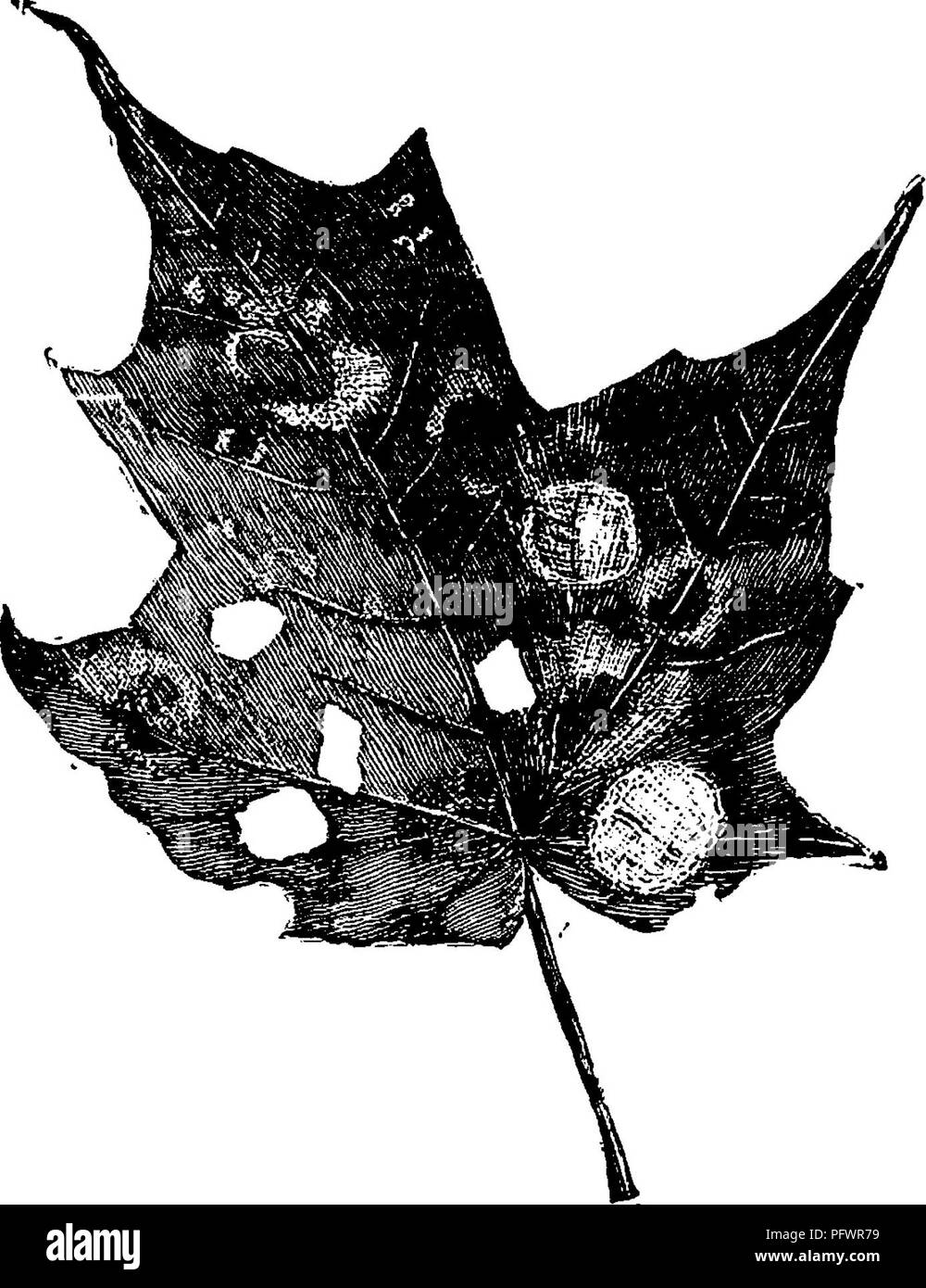 . A manual for the study of insects. Insects. 256 THE STUD Y OF INSECTS, ^ curious type of larval habits. It infests the leaves of maple, and occasionally is so abundant that it does serious injury. The leaves of an infested tree present a strange appearance (Fig. 303). They are perforated with numerous elliptical holes, and marked by many more or less perfect ring-like patches in which the green substance of the leaf has been destroyed, but each of which incloses an uninjured spot. These inju- ries are produced as follows: The young larva cuts an oval piece out of a leaf, places it over its b Stock Photo