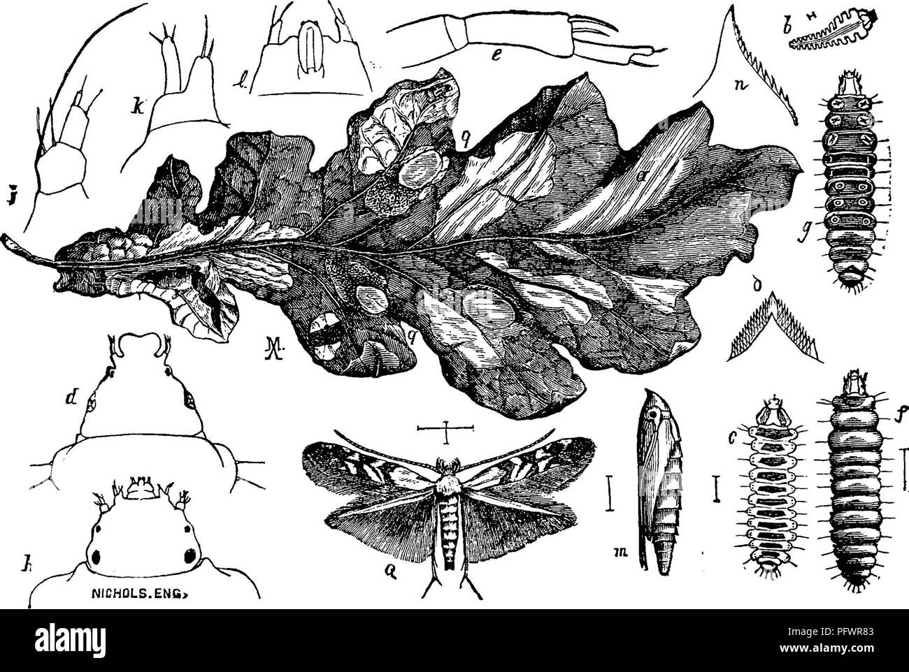 . A manual for the study of insects. Insects. 250 THE STUDY OF INSECTS, mines. In some of the blotch mines the epidermis of one side of the leaf is thrown into a fold by the growth of the leaf; these are tentiform mines. In addition to peculiarities in shape many mines are marked by characteristic lines or spots composed of the droppings of the larva. The following species will serve to illustrate the habits of these remarkable insects. The White-blotch Oak-leaf Miner, Lithocolletis hamadrya- della (Lith-o-col-le^tis ha-mad-ry-a-deria).—This little miner infests the leaves of many different sp Stock Photo