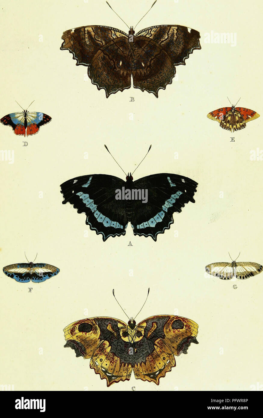 Understanding butterfly classification hi-res stock photography and ...