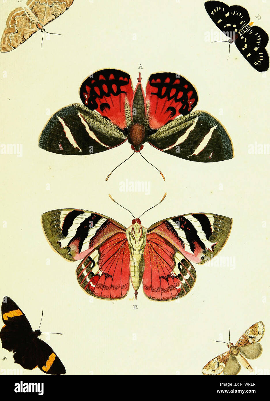 . De uitlandsche kapellen voorkomende in de drie waereld-deelen, Asia, Africa en America. Lepidoptera; Lepidoptera; Lepidoptera; Lepidoptera. TjL.-KVIIL rt'v&quot;' l^ &quot;^&quot;^^. M ^f-9^ J 4&gt;. Please note that these images are extracted from scanned page images that may have been digitally enhanced for readability - coloration and appearance of these illustrations may not perfectly resemble the original work.. Cramer, Pieter, -1780; Stoll, Caspar. Amsteldam, Chez S. J. Baalde; Stock Photo