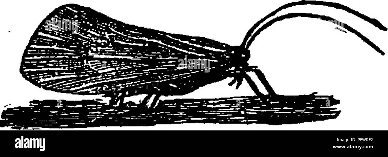 . A manual for the study of insects. Insects. CHAPTER XVIL Order Trichoptera (Tri-chop'te-ra)c The Caddice-flies or Caddice-worms, The members of this order have four wings; these are membranous^ furnished with numerous longitudinal veins but with only few cross veins, and are more or less densely clothed with hairs. The mouth-parts are rudimentary. The meta^ morphosis is complete. The Caddice-flies are moth-like insects which are com- mon in the vicinity of streams, ponds, and lakes; and they are also frequently attracted to lights at night. The body-wall of these insects is soft, being membr Stock Photo