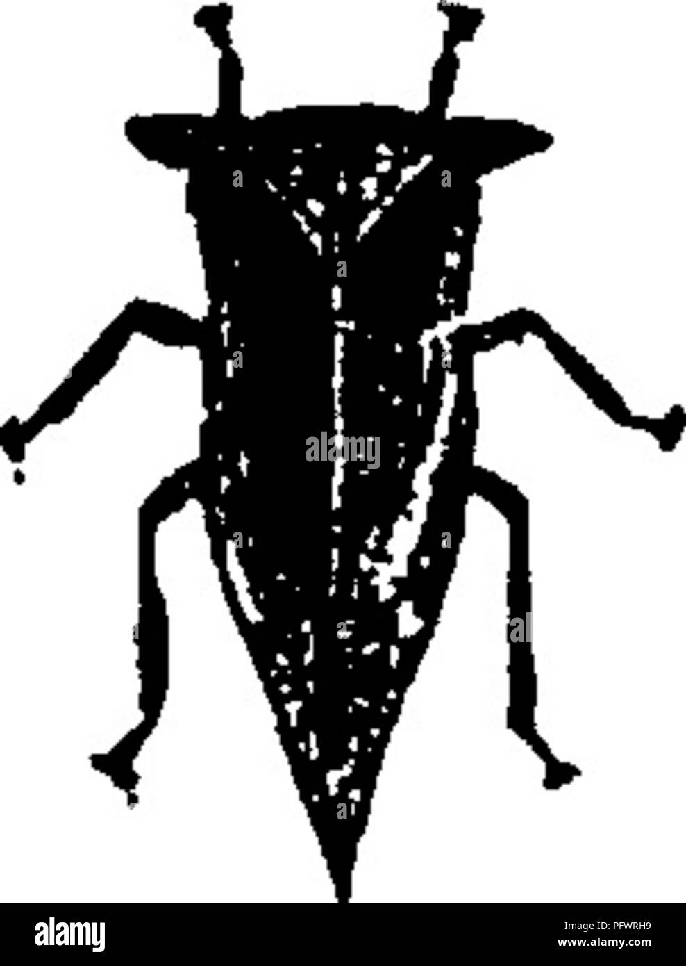 . A manual for the study of insects. Insects. HEMIPTERA, I5S comically grotesque in appearance. In general outline they resemble beech-nuts, except that many have humps on their backs. The prothorax is prolonged back- ward like a roof over the body, often quite covering it. ' If the young entomologist wishes to laugh, let him look at the faces of tree-hoppers through a lens (Fig. 190). Their eyes always have a keen,^^^;^j^'^|;,7 droll look, and the line that separates the head ^&quot;'^'''' from the prothorax gives them the appearance of wearing glasses. In some cases the prothorax is elevated Stock Photo