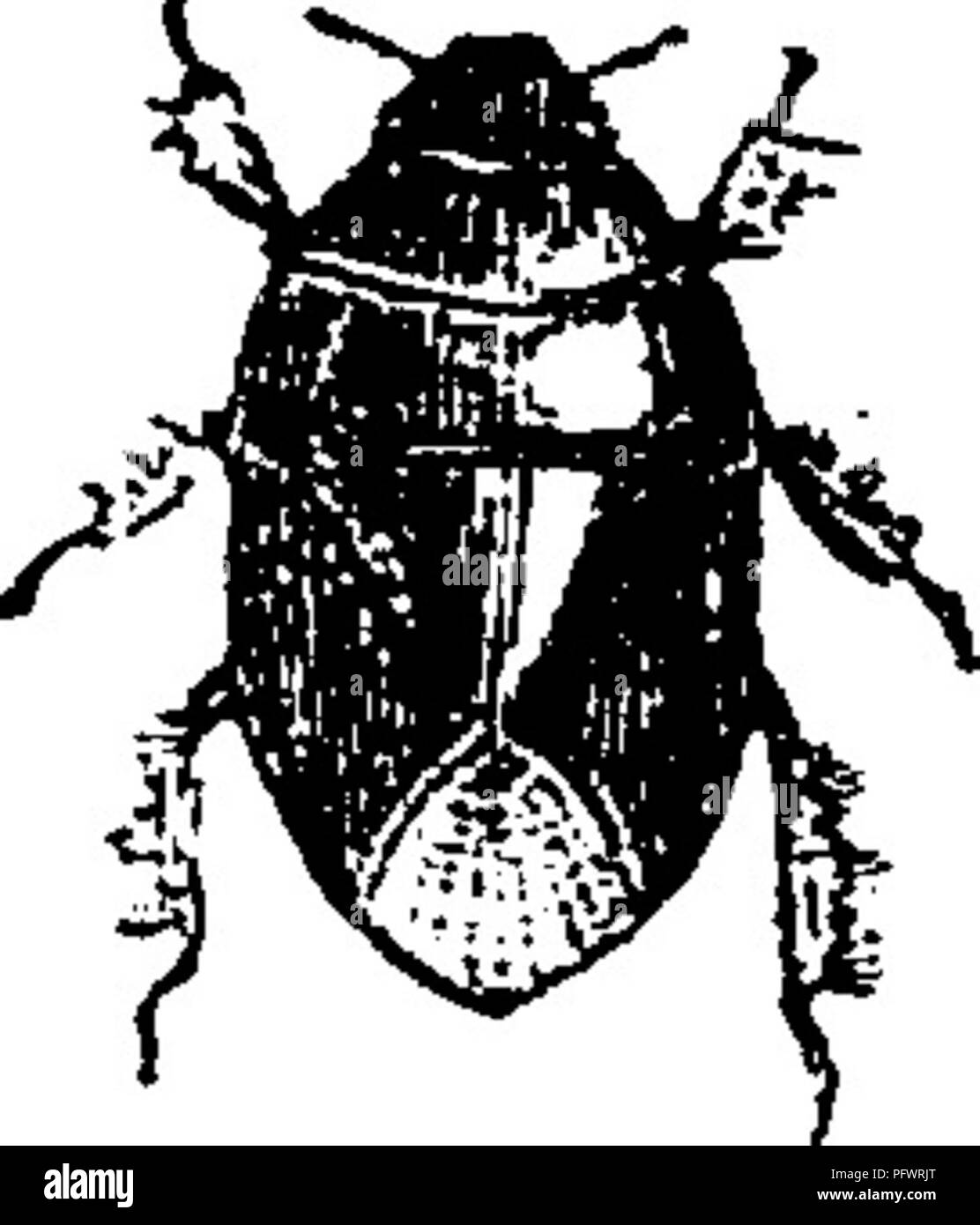 Spec Insect This manual provides an introduction to insect study, focusing on ...