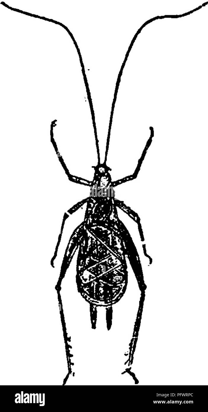 Normal Insect This manual provides an in-depth look at various insect species ...