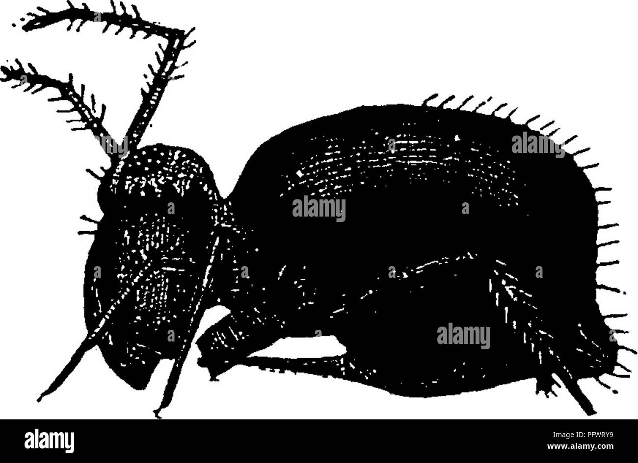 . A manual for the study of insects. Insects. THYSANURA. 85 water appear to be covered by a moving mass of minute grains which become more active when disturbed. These masses as well as the dark specks on snow consist of thou- sands of little creatures that are provided with a wonderful means of jumping. There is on the end of the body a taiUike organ that is bent under when the insect is at rest, and that reaches almost to the head ; this when suddenly straightened throws the insect high in the air and several feet away. This action is like a spring-board jump, only these little fellows alway Stock Photo