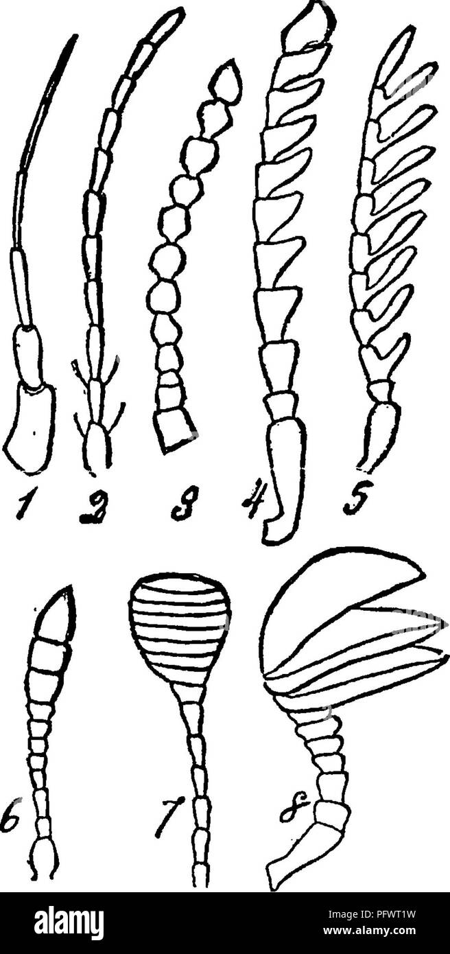 A manual for the study of insects. Insects. 6o THE STUDY OF INSECTS. The  various forms of antennae are designated by special terms. The more common  of these forms are represented