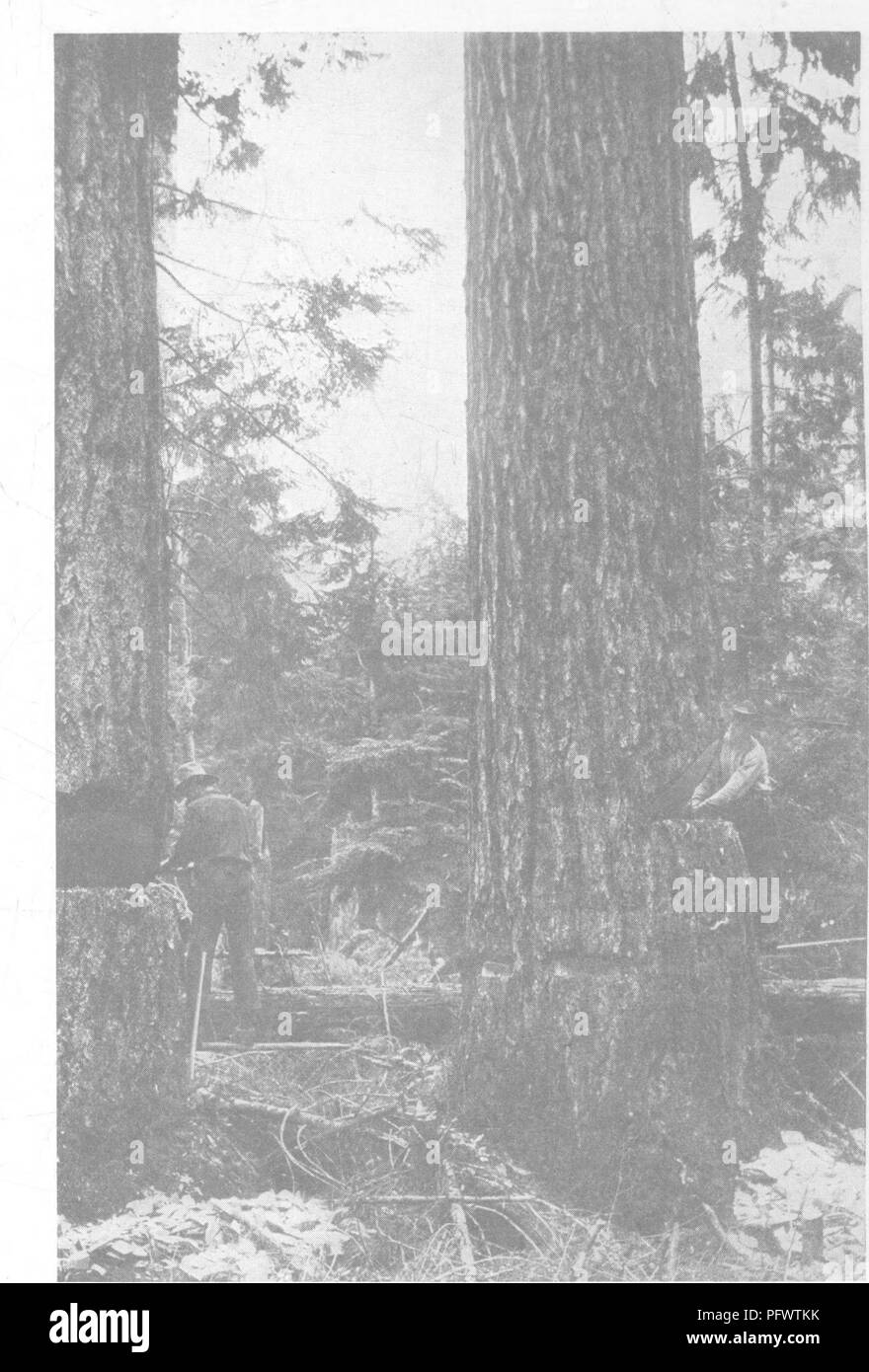 Felling Trees Black And White Stock Photos Images Alamy