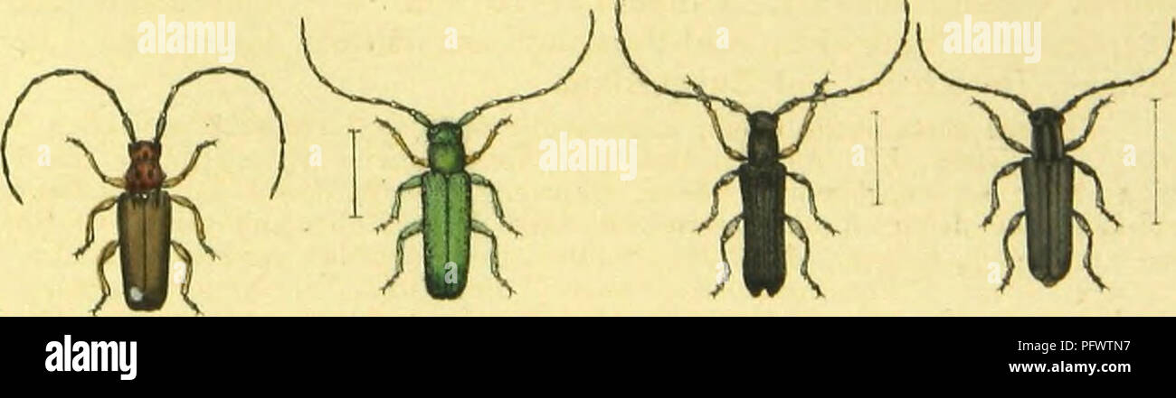 . C. G. Calwers Ka?ferbuch; Naturgeschichte der Ka?fer Europas zum Handgebrauche fu?r Sammler. Beetles. . Please note that these images are extracted from scanned page images that may have been digitally enhanced for readability - coloration and appearance of these illustrations may not perfectly resemble the original work.. Calwer, C. G. , -1874; Ja?ger, Gustav, 1865-. Stuttgart, J. Hoffman Stock Photo