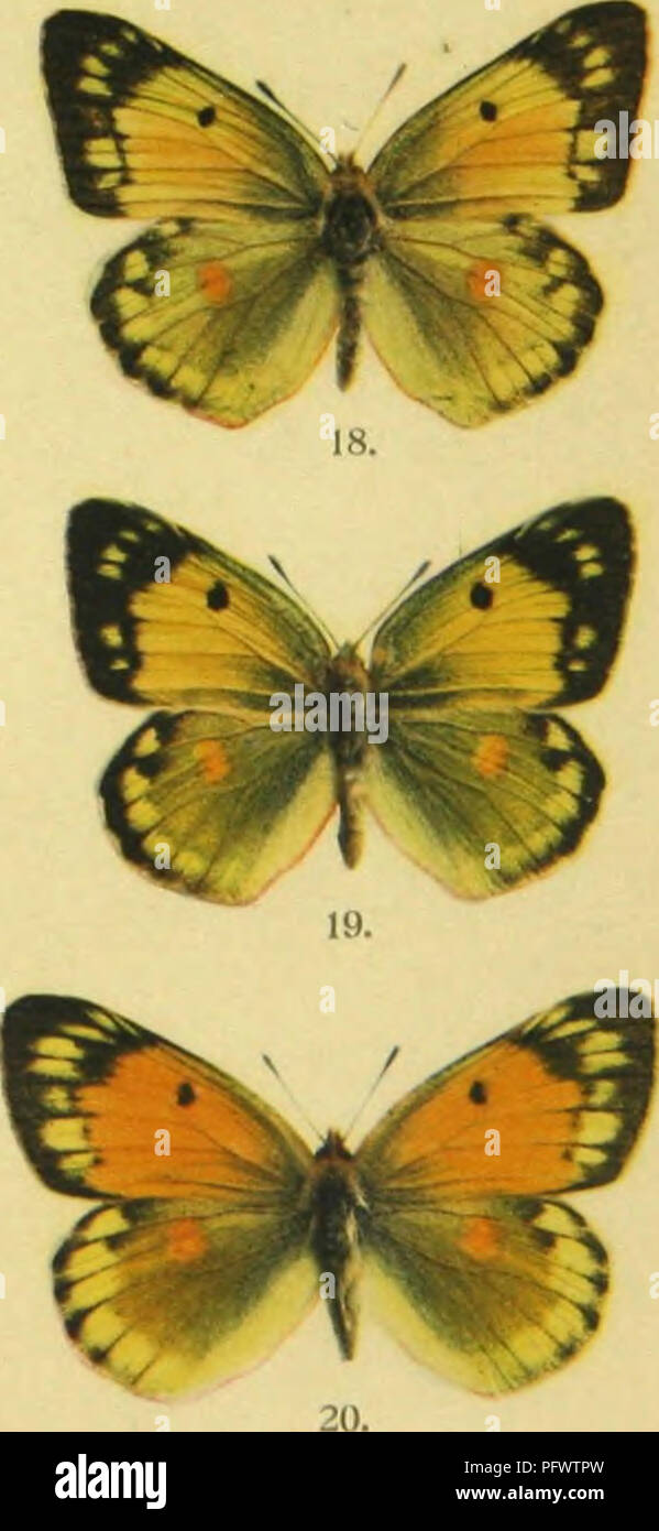 . Colias myrmidone Esp.; die Stammform und ihre Abarten in O?sterreich-Ungarn. Pieridae; Butterflies. l(i. 7&quot;x. K. k. Hof- und Staalsdruckerel.. Please note that these images are extracted from scanned page images that may have been digitally enhanced for readability - coloration and appearance of these illustrations may not perfectly resemble the original work.. Pieszczek, Adolf. Wien, Osterreichischer Entomologen-Verein Stock Photo