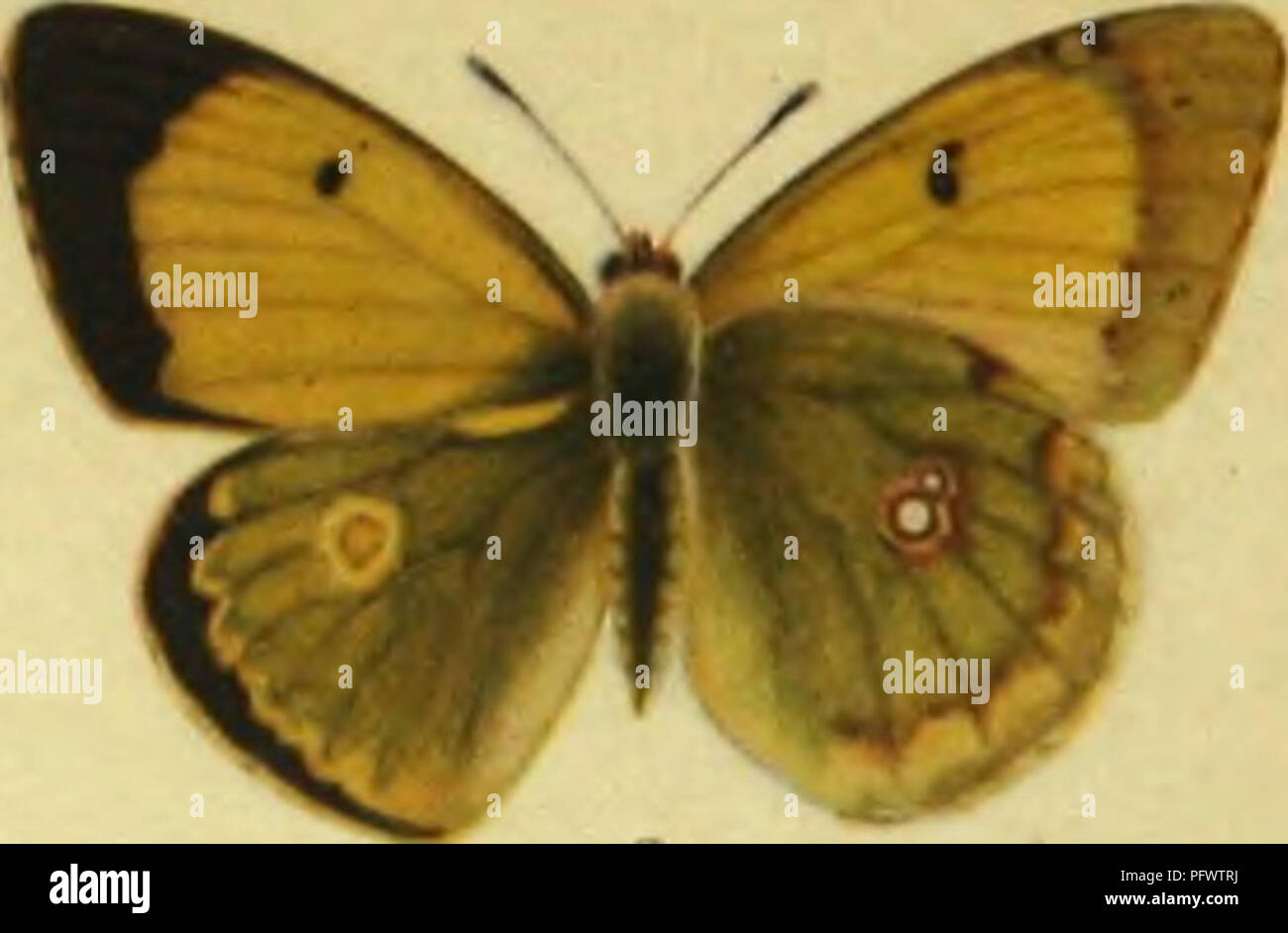 . Colias myrmidone Esp.; die Stammform und ihre Abarten in O?sterreich-Ungarn. Pieridae; Butterflies. . Please note that these images are extracted from scanned page images that may have been digitally enhanced for readability - coloration and appearance of these illustrations may not perfectly resemble the original work.. Pieszczek, Adolf. Wien, Osterreichischer Entomologen-Verein Stock Photo