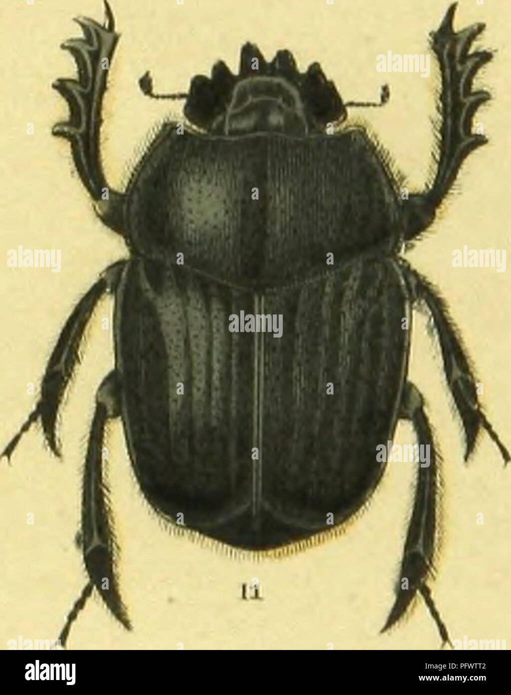 . C. G. Calwers Ka?ferbuch; Naturgeschichte der Ka?fer Europas zum Handgebrauche fu?r Sammler. Beetles. yif w. Please note that these images are extracted from scanned page images that may have been digitally enhanced for readability - coloration and appearance of these illustrations may not perfectly resemble the original work.. Calwer, C. G. , -1874; Ja?ger, Gustav, 1865-. Stuttgart, J. Hoffman Stock Photo