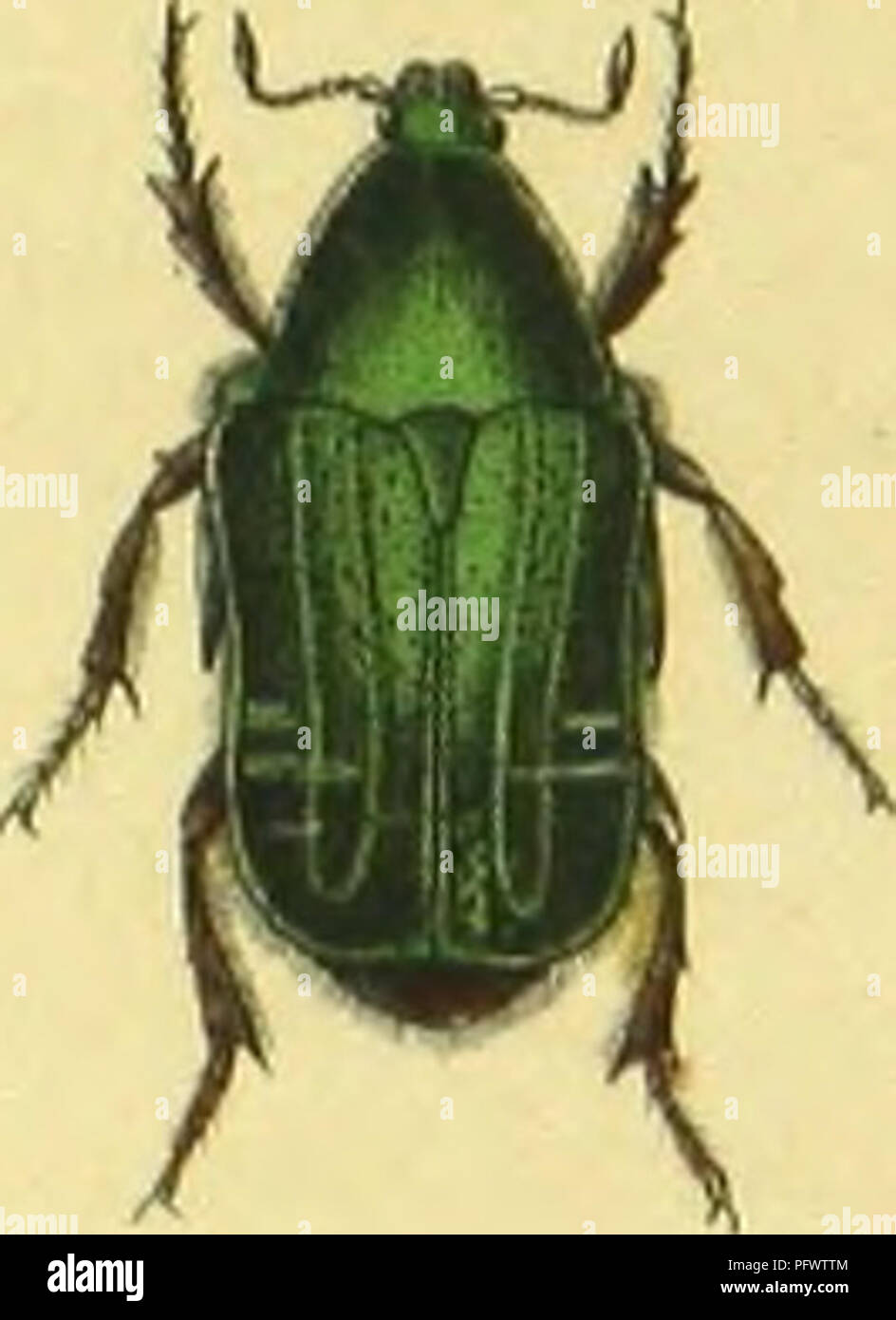 . C. G. Calwers Ka?ferbuch; Naturgeschichte der Ka?fer Europas zum Handgebrauche fu?r Sammler. Beetles. •§^ M:. Please note that these images are extracted from scanned page images that may have been digitally enhanced for readability - coloration and appearance of these illustrations may not perfectly resemble the original work.. Calwer, C. G. , -1874; Ja?ger, Gustav, 1865-. Stuttgart, J. Hoffman Stock Photo