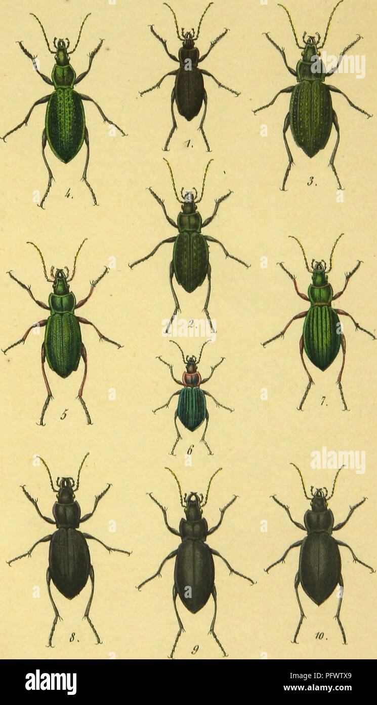. C. G. Calwers Ka?ferbuch; Naturgeschichte der Ka?fer Europas zum Handgebrauche fu?r Sammler. Beetles. Taf. 3.. All »«.1 i„i, i-;.„ii ii„,i,j,„„ 5i„ii,j,i.. Please note that these images are extracted from scanned page images that may have been digitally enhanced for readability - coloration and appearance of these illustrations may not perfectly resemble the original work.. Calwer, C. G. , -1874; Ja?ger, Gustav, 1865-. Stuttgart, J. Hoffman Stock Photo