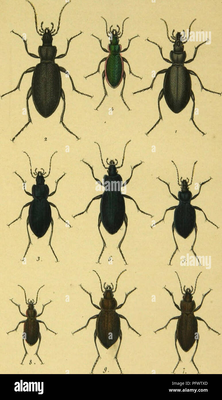 . C. G. Calwers Ka?ferbuch; Naturgeschichte der Ka?fer Europas zum Handgebrauche fu?r Sammler. Beetles. TaE2.. Mt AnM. virti Kmil Kdthddtix iiuitv*»«. Please note that these images are extracted from scanned page images that may have been digitally enhanced for readability - coloration and appearance of these illustrations may not perfectly resemble the original work.. Calwer, C. G. , -1874; Ja?ger, Gustav, 1865-. Stuttgart, J. Hoffman Stock Photo