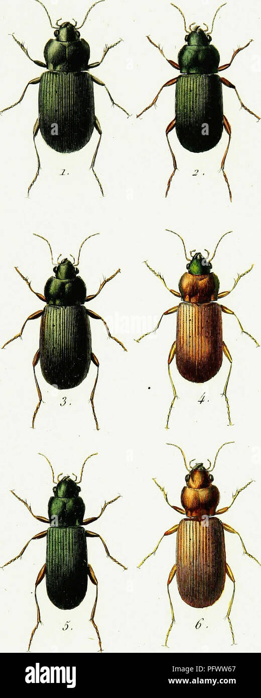 . Iconographie et histoire naturelle des coleÌopteÌres d'Europe;. Beetles; Entomology. FEROiNIKNS FÃ»/n . 2 â fl. roÃ¢. â¢J i. Poe-ouu.s Punotulatu.s. 4. Po garnis Tes ta cou s . 2. p.    Gracilis . 5. P.   Kliformis . 3 p Kafo.rncus 6. Cardiaderus CMoroticus P. PiÃ nÃ¢ui PÃ¹ucÃ et Pue.,,t-. Please note that these images are extracted from scanned page images that may have been digitally enhanced for readability - coloration and appearance of these illustrations may not perfectly resemble the original work.. Dejean, Pierre FrancÌ§ois Marie Auguste, comte, 1780-1845. Paris, MeÌquignon-Marvis Stock Photo