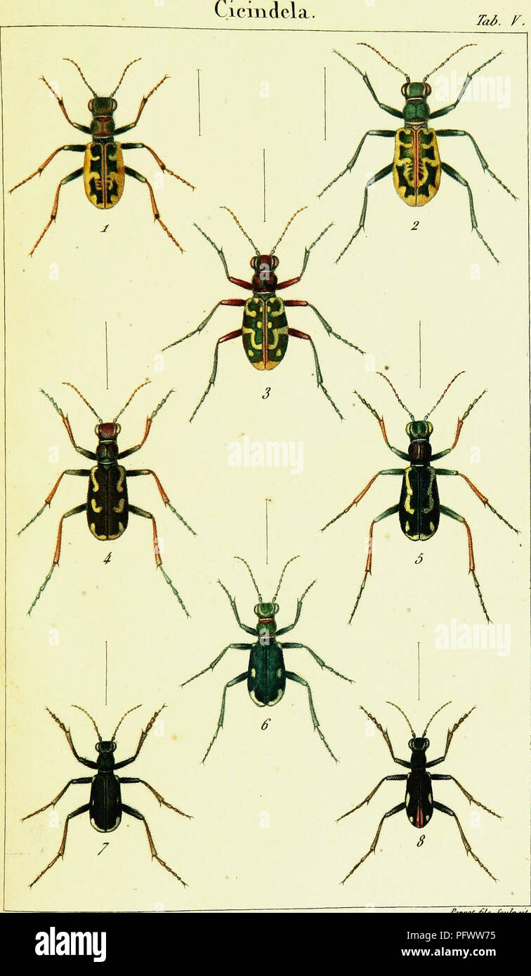 . Historie naturelle et iconographie des insectes coleÌopteÌres d'Europe. Beetles. TaÃ¢. K.. -d FrcppsC fuu// 1. C . (li il ol eue a. 2. C . Cire/umdata 3. C â¢ Flexuosa . 4- C â¢ Scalaris â 5 . C . Scalaris ^w. 6. C . Germanica . 7. C . Germain ca ww. 8 . C . Graciles .. Please note that these images are extracted from scanned page images that may have been digitally enhanced for readability - coloration and appearance of these illustrations may not perfectly resemble the original work.. Latreille, P. A. (Pierre AndreÌ), 1762-1833; Dejean, Pierre FrancÌ§ois Marie Auguste, comte, 1780-1845, jo Stock Photo