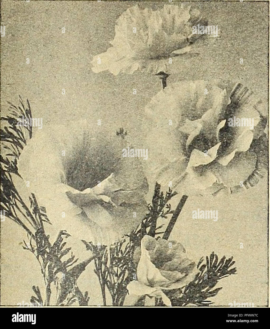 This gardening catalog from Currie Brothers Co. presents a variety of flower and vegetable seeds, including the *Eschscholtzia California Poppy* and *Crimson King*. It provides details on their cultivation and care, aimed at gardeners in the Midwest and beyond. Stock Photo