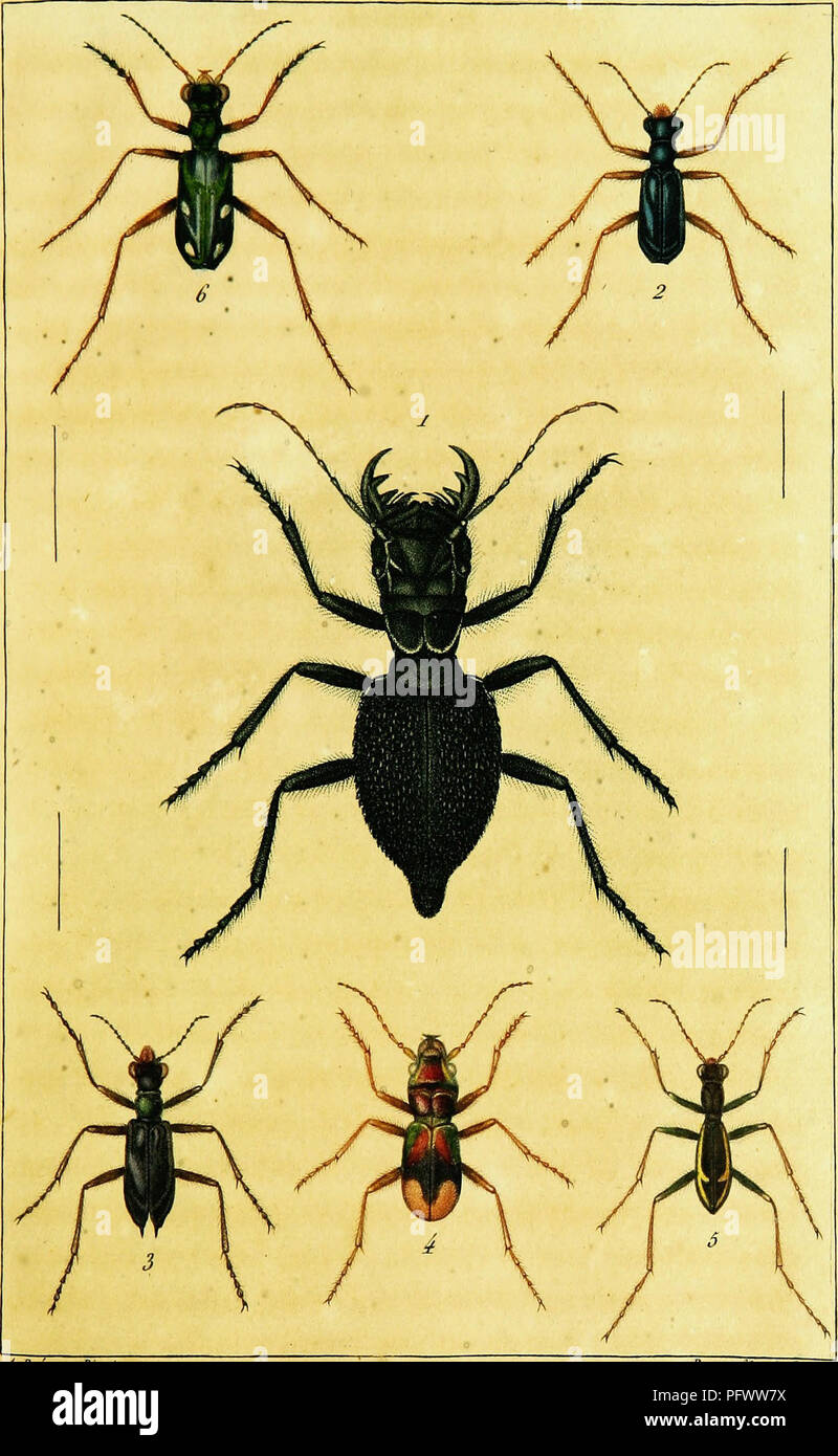 . Historie naturelle et iconographie des insectes coleÌopteÌres d'Europe. Beetles. Ciemdeletse. G c liera exotica . Ta&.l.. 1 Mauticora MaxiEosa. 2 Itérâtes Ccerulea ⢠3 T. Spimpemus â b C } JV-B.Ães /rails nlaees près des /ryttres indiquentles longueurs naturelles Perret /ÃZ* .'juif. 4 Megaoephala EupTiratlCa. 5 Cicindela Ooarctata . 6 C 4-Notata .. Please note that these images are extracted from scanned page images that may have been digitally enhanced for readability - coloration and appearance of these illustrations may not perfectly resemble the original work.. Latreille, P. A. ( Stock Photo