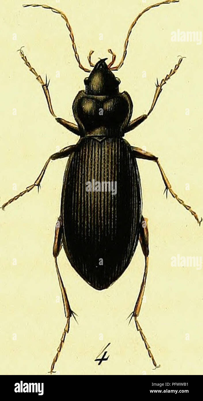 Multiple species of beetles hi-res stock photography and images - Alamy