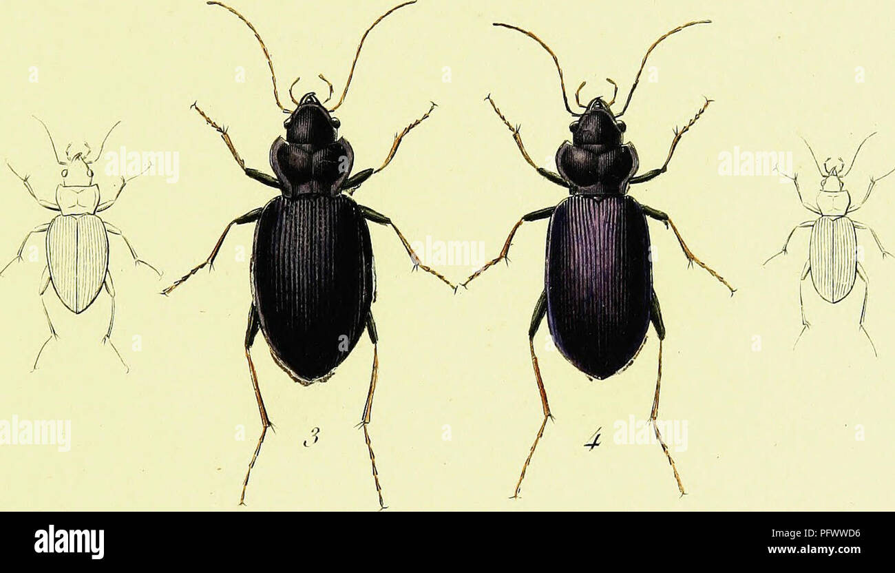 Iconographie Et Histoire Naturelle Des Cole Opte Res D Europe Beetles Entomology Vh7 42k Al I N Itcco Ei I 5 N Kerydemii 2 N Jokisclui 4 N