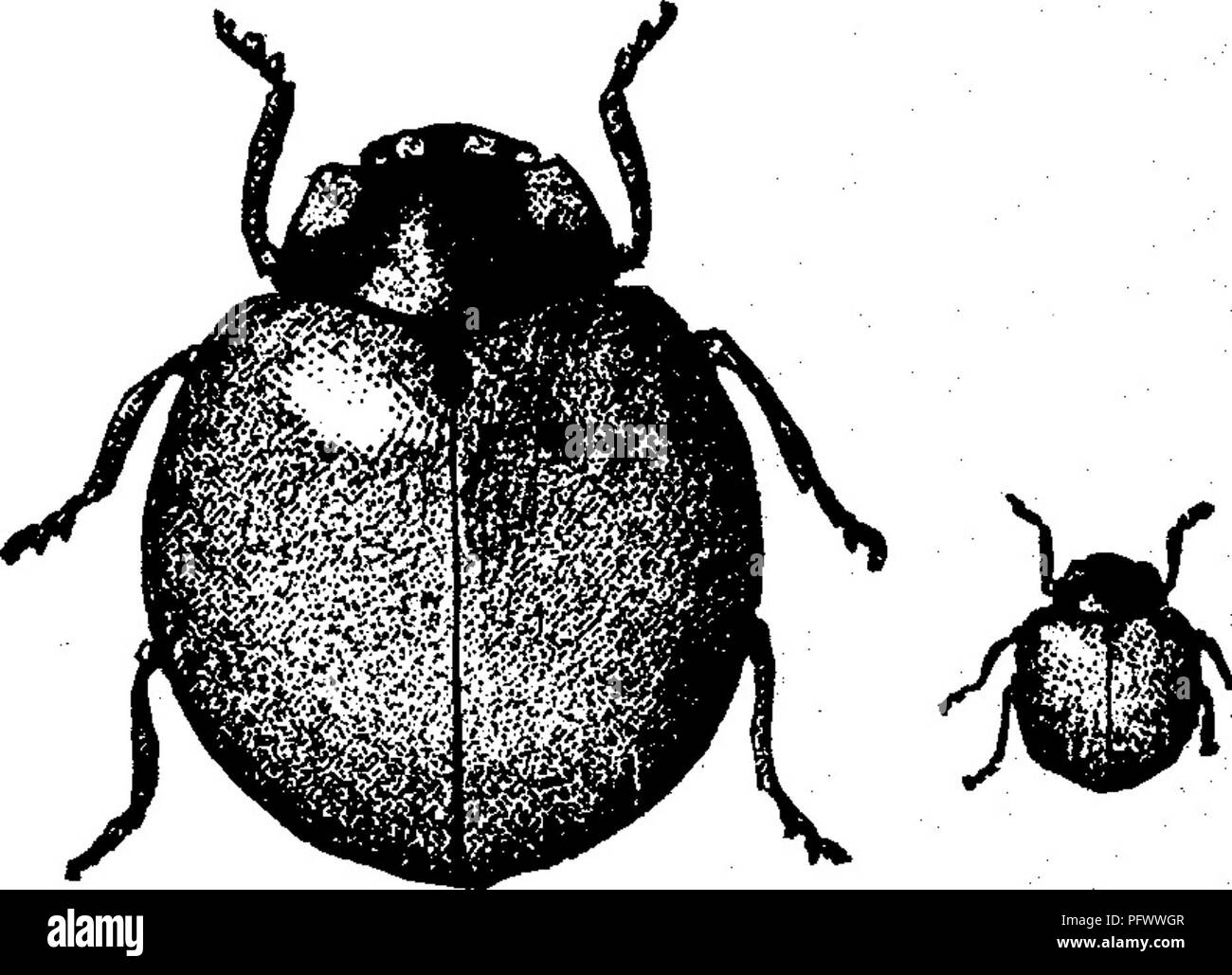 . Insects injurious to fruits. Illustrated with four hundred and forty wood-cuts. Insect pests. and of its natural size at b, has black wing-covers, with a large reddish spot on each. The Five-Spotted Lady-bird. Coccinella 5-notata yslt. Californica Mann. Fig. 436 shows the Californian variety of the five-spotted lady-bird, which is a form with no spots. The thorax is Fig. 436.. black, with a pale spot on each side, and the wing-covers pale orange. 27. Please note that these images are extracted from scanned page images that may have been digitally enhanced for readability - coloration and app Stock Photo