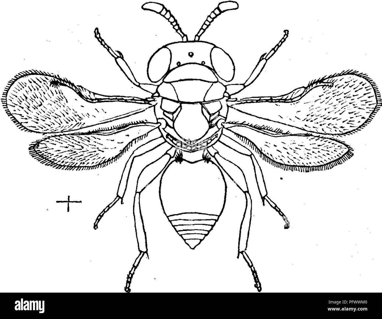. Insects injurious to fruits. Illustrated with four hundred and forty wood-cuts. Insect pests. Fig. 423.. in female (both en- larged), of a very interesting little fly, Tomocera Califor- nica Howard, which is a parasite on this black scale. The wings, which are transparent in both sexes, measure, when spread, a little more than one-eighth of an inch across. Its general color is deep blue-black, with a metallic lustre and brown markings. The male may be distinguished from the female by its shorter body and peculiar antennae. This para- site is so abundant in some sections that as large a propo Stock Photo
