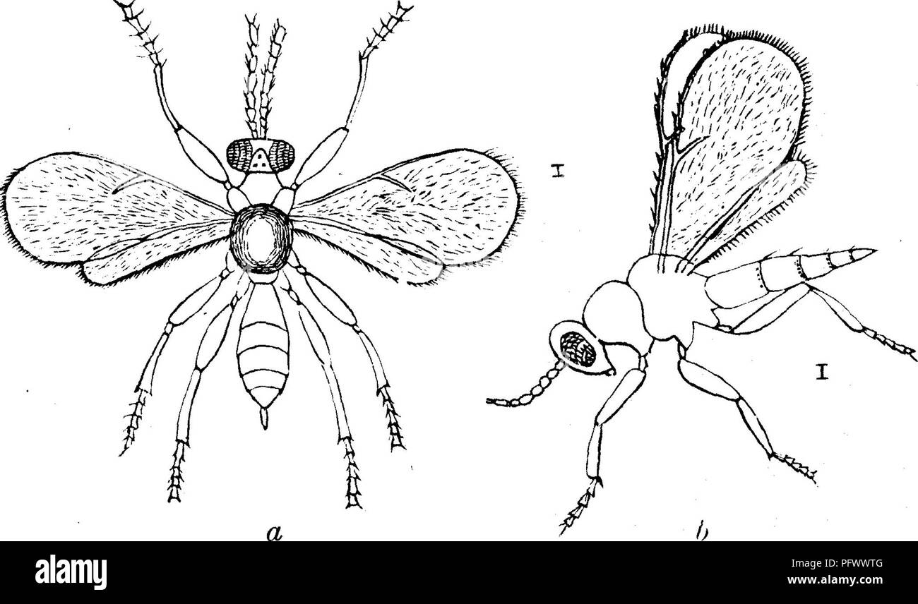 . Insects injurious to fruits. Illustrated with four hundred and forty wood-cuts. Insect pests. INSECTS INJURIOUS TO THE ORANGE. 389 A tiny Ichneumon fly, the red-legged Trioxys, Trioxys testaceipes Cresson, also infests this species of aphis, while a tliird friendly parasite is a small Aphidius, a shining, black Fig. 399,. fly. Were it not for these predaceous and parasitic insects, the Aphides would soon multiply to such an extent as to ruin the plantations. No. 249.—The Bust Mite. Phytoptus oleivorus Ashmead. The rust which often occurs on the fruit of the orange was until of late regarded  Stock Photo