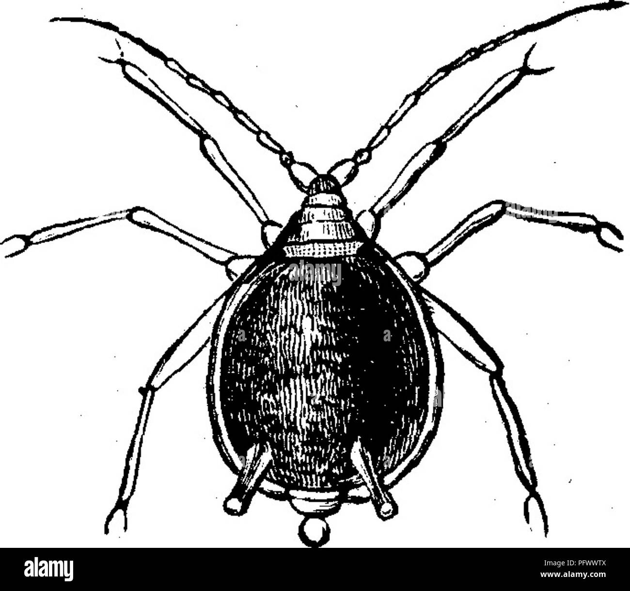 This work details various insect pests that affect fruit trees ...