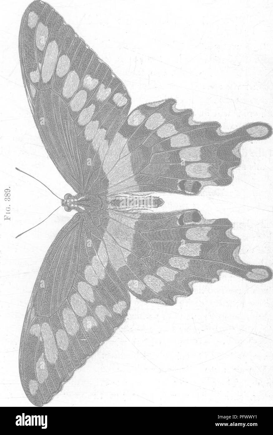 . Insects injurious to fruits. Illustrated with four hundred and forty wood-cuts. Insect pests. 378 INSECTS INJURIOUS TO THE ORANGE. it is dull brown, almost covered with irregular whitish blotches spotted with brown. The first four segments have. on each side a longitudinal white band ; from the fourth to the eighth is a large white patch, iiearly oval in form, more. Please note that these images are extracted from scanned page images that may have been digitally enhanced for readability - coloration and appearance of these illustrations may not perfectly resemble the original work.. Saunders Stock Photo