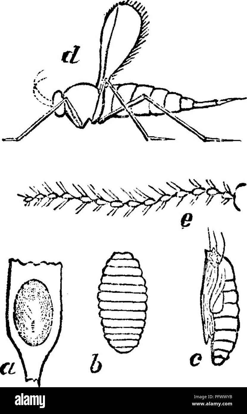 . Insects injurious to fruits. Illustrated with four hundred and forty wood-cuts. Insect pests. 374 INSECTS INJURIOUS TO THE CRANBERRY. Fig. 3?6. bog. There are not usually more than two of these larvae on any one shoot, and often there is only one. The misehief done consists mainly in the killing of the extreme tip of the vine, which prevents the formation of a fruit- bud for the next year's growth, unless, as is sometimes the case, the vine by an extra effort puts them out at the side. Remedies,—There is a little Chalcis fly parasitic on this insect, which destroys it in large numbers. The m Stock Photo