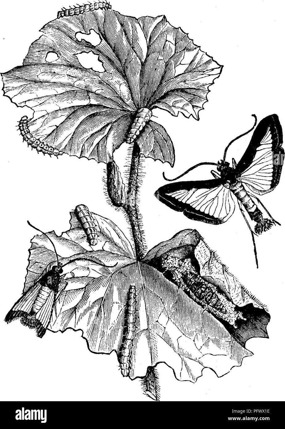 . Insects injurious to fruits. Illustrated with four hundred and forty wood-cuts. Insect pests. 366 INSECTS INJURIOUS TO THE MELON. cocoons in a fold of the leaf of the melon, as shown in the figure, or on any other plant growing near by, and change to slender, brown chrysalids, about three-quarters of an inch long, from which, in a short time, the perfect insect is pro- duced. The moth, which is also represented in Fig. 377, is very beautiful. The wings are of a pearly-white color, with a Fig. 377.. peculiar iridescence, bordered witli black, and they measure, when expanded, about an inch acr Stock Photo