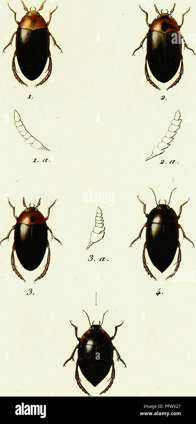 . Iconographie et histoire naturelle des cole?opte?res d'Europe;. Beetles; Entomology. HYDROCANTHARÉS Torn. ,?. /Y. 3^.. 1. lYotevus Crassiromis cf. O- Notevus Levis cf. 2. totems Sparsus cf. 4- Hydrocailth.ilS Grandi; 5. Slipllis Cinaieoïdes . ,/&quot;J?eUttrzte- jn. Please note that these images are extracted from scanned page images that may have been digitally enhanced for readability - coloration and appearance of these illustrations may not perfectly resemble the original work.. Dejean, Pierre Franc?ois Marie Auguste, comte, 1780-1845. Paris, Me?quignon-Marvis Stock Photo