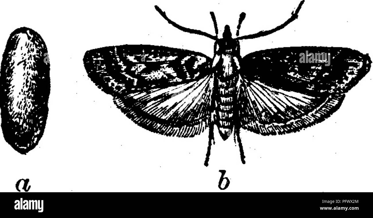 . Insects injurious to fruits. Illustrated with four hundred and forty wood-cuts. Insect pests. INSECTS INJURIOUS TO THE GOOSEBERRY. ATTAOKINQ THE BKANOHES. No. 218.—The Mealy Flata. Fosciloptera pruinosa Say. This is a small^ four-winged bug, which attacks the suc- culent shoots of the gooseberry, and sometimes the leaves, sucking the juices. It is wedge-shaped, about one-third of an inch long, almost twice as high as wide, of a dusky bluish color, covered with white, meal-like powder, its wing-covers showing some faint white dots, and -^^^•^'^'• near their base three or four dusky ones. The  Stock Photo
