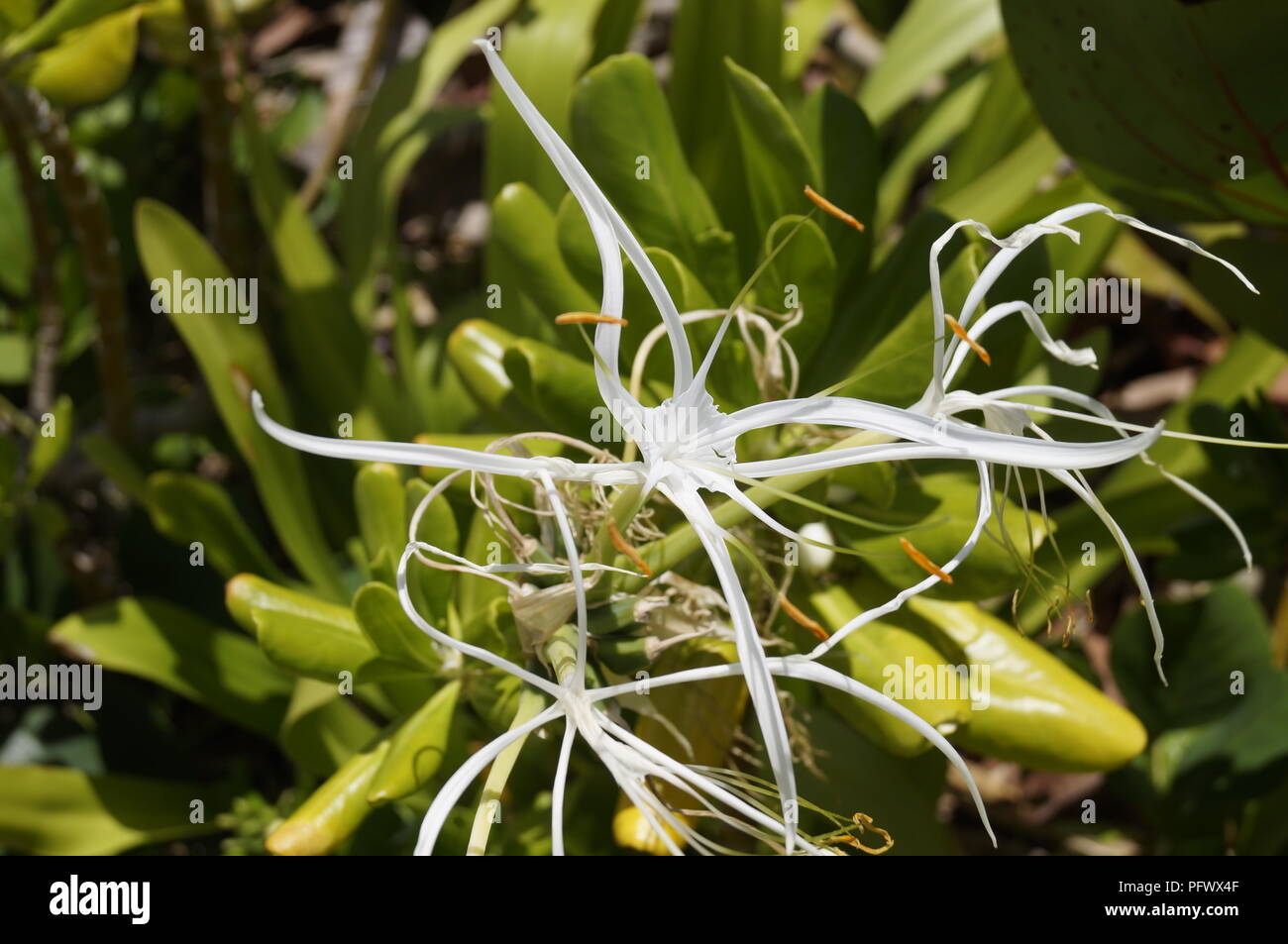 Wild flower from the coast of Dominican Republic Stock Photo