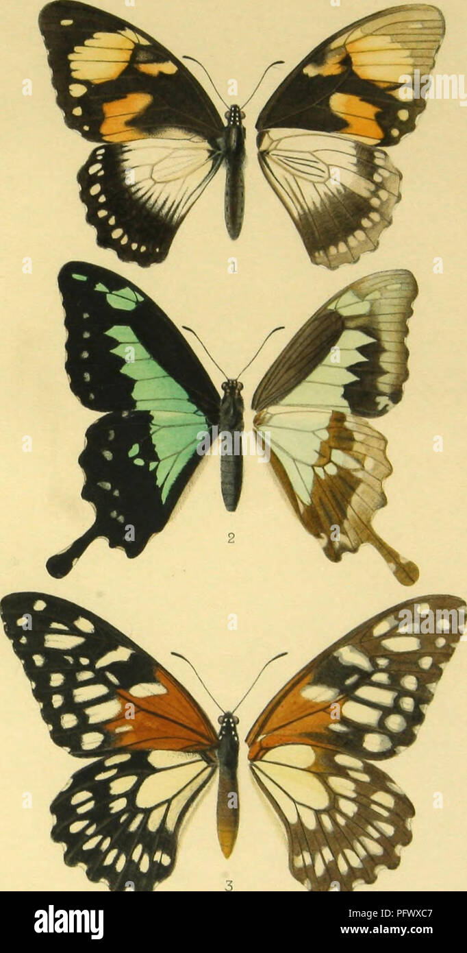 . Le?pidopte?res. Rhopalace?res. Butterflies. Voyage du Baron M.de Rothschild PL IL^. F'^Iri i'/^ff: d,^L. Please note that these images are extracted from scanned page images that may have been digitally enhanced for readability - coloration and appearance of these illustrations may not perfectly resemble the original work.. Aurivillius, Per Olof Christopher, 1853-. Paris, Imprimerie Nationale Stock Photo