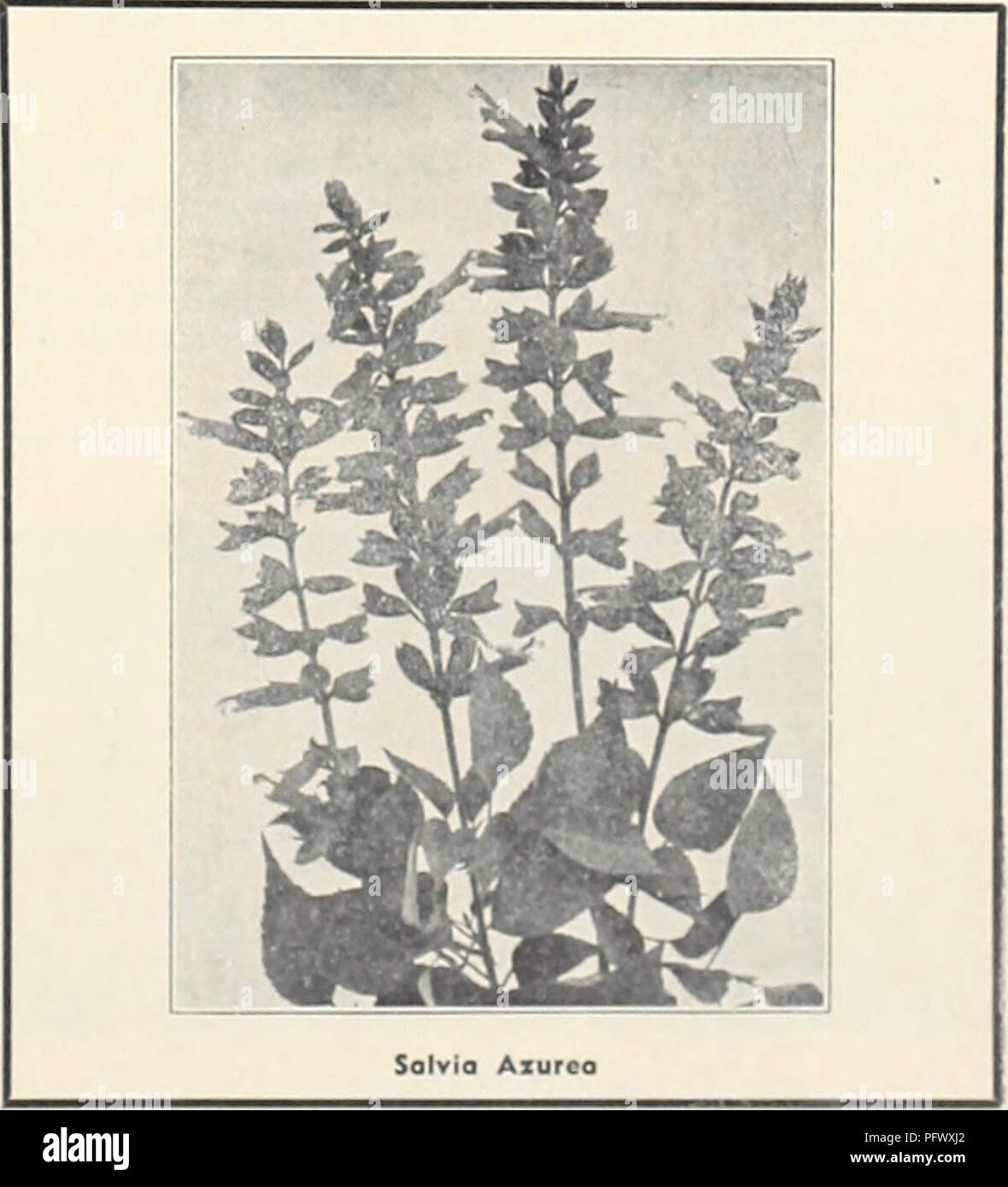 . Currie's garden annual. Flowers Seeds Catalogs; Bulbs (Plants) Seeds Catalogs; Vegetables Seeds Catalogs; Nurseries (Horticulture) Catalogs; Plants, Ornamental Catalogs; Gardening Equipment and supplies Catalogs. SILENE (Cotchfly) PENDULA COMPACTA — Dwarf, hardy perennial, pretty pink flowers; 6&quot;. Pkt., 10c. SCHAFTA (Autumn Catchtlyl — Masses of bright pink flowers from July to October. Plants, 25c; seeds, Pkt., 15e. ALPESTRIS—Dwarf rock plant, 4&quot; high, pure white flowers in May and June. Plants, 25c; doz., S2.50. STATICE &lt; Sec Lavender) LATIFOLIA—Tufts of leathery leaves, large Stock Photo