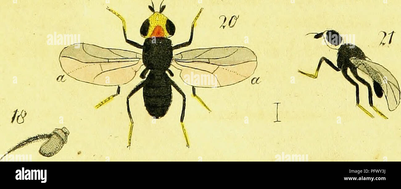 This systematic description of European two-winged insects (Diptera ...