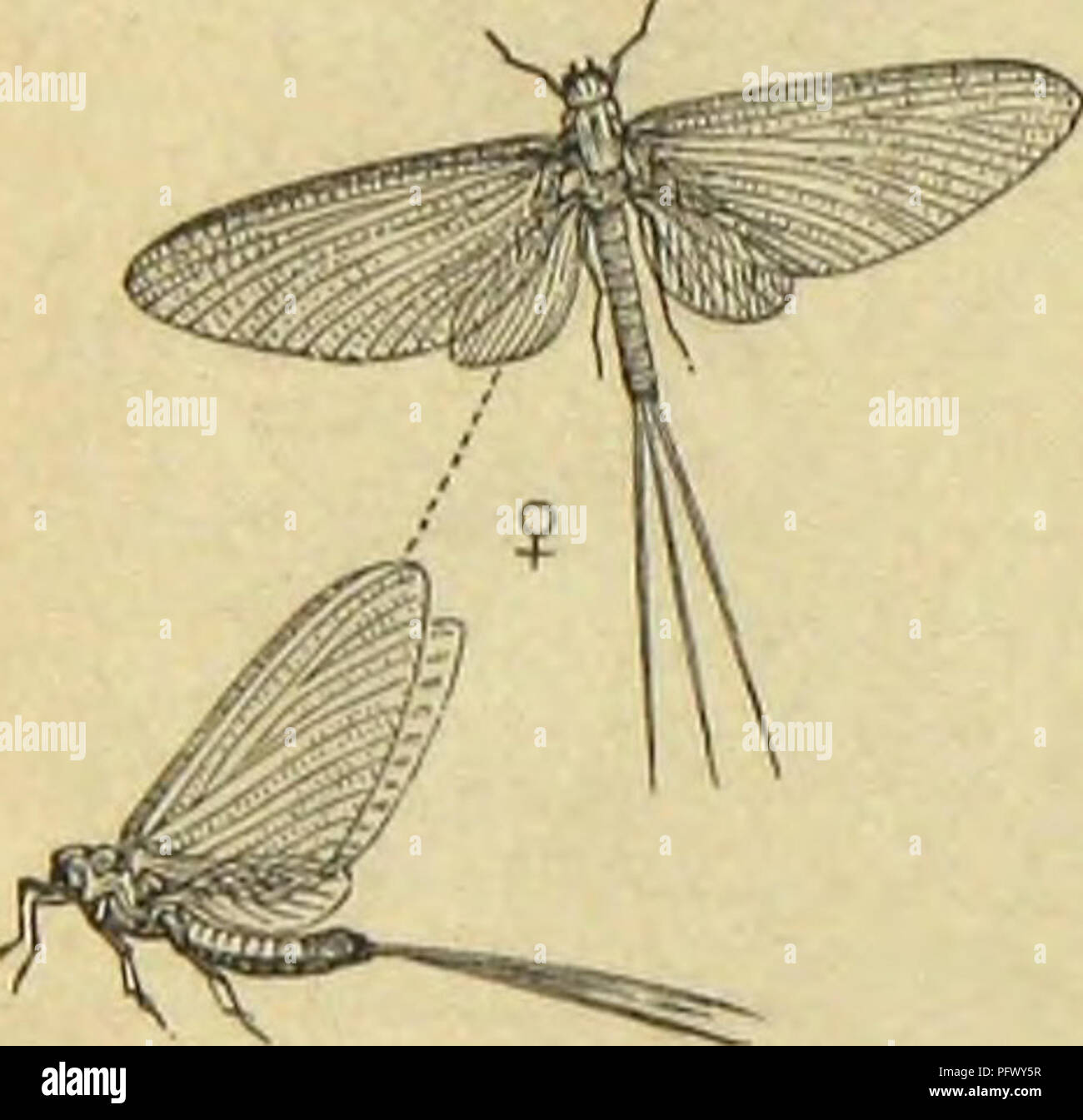 This work provides a detailed examination of various arthropod species ...